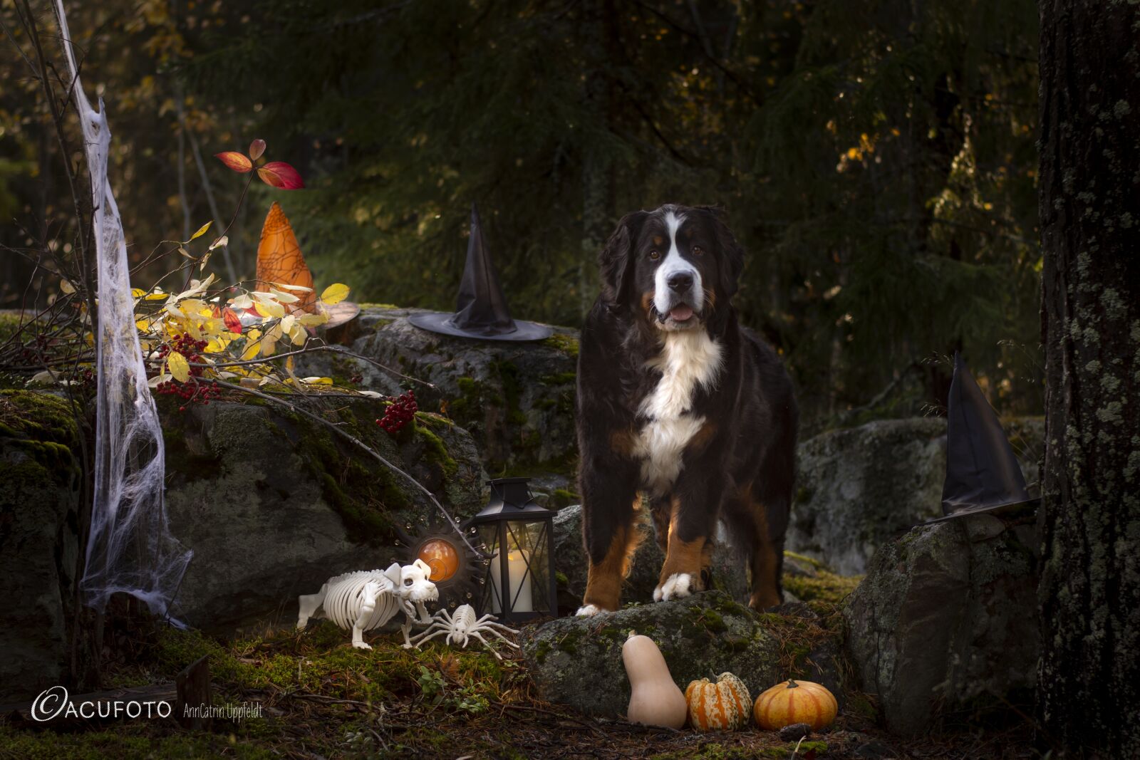 Nikon D7200 sample photo. Halloween, bernersennen, dog photography