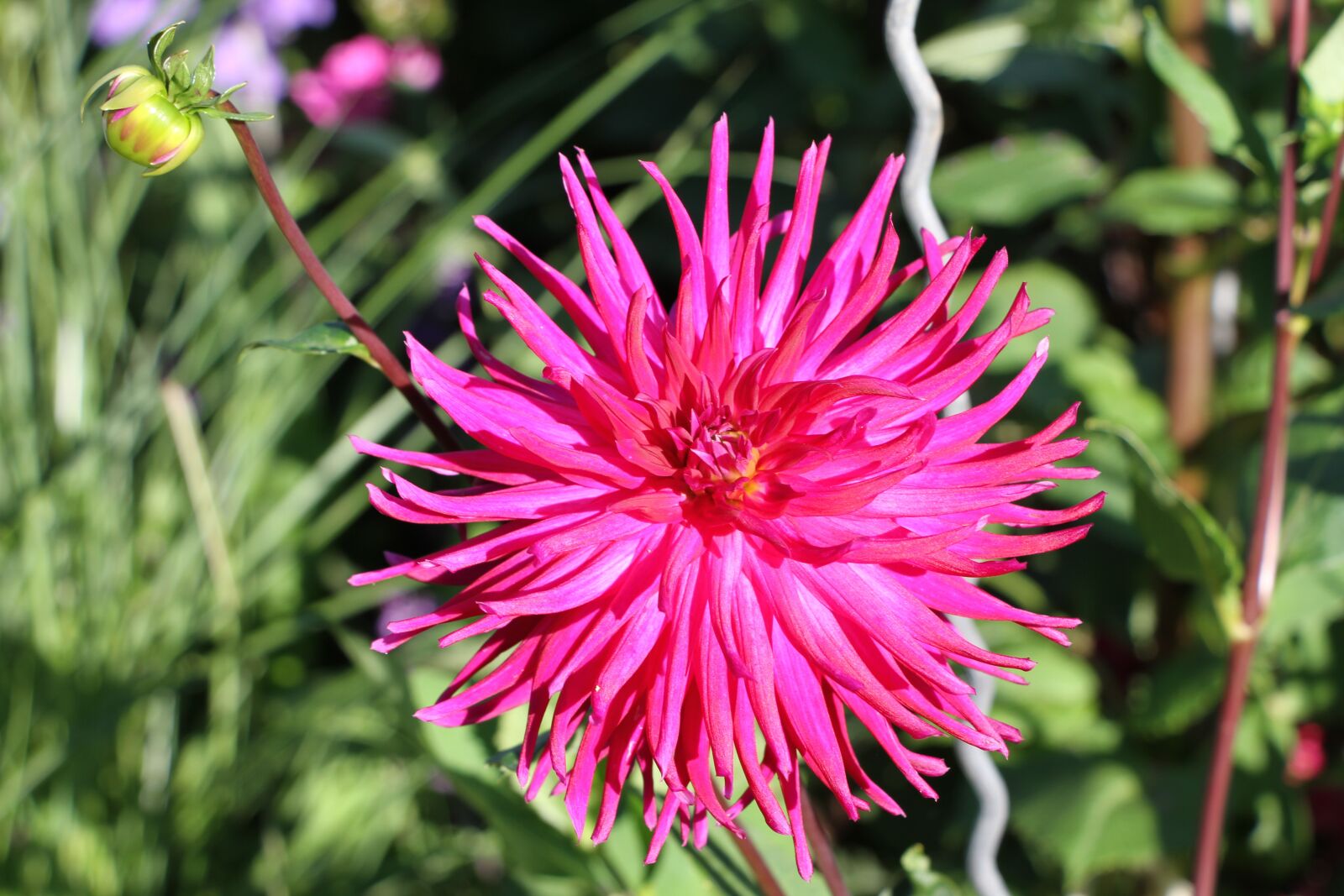 Canon EOS 7D sample photo. Dahlia, flower, dahlia flower photography