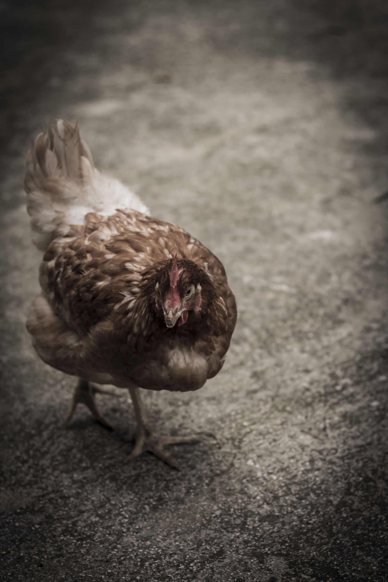 Canon EOS 1300D (EOS Rebel T6 / EOS Kiss X80) + Canon EF 50mm F1.8 STM sample photo. Hen, gallo, beak photography