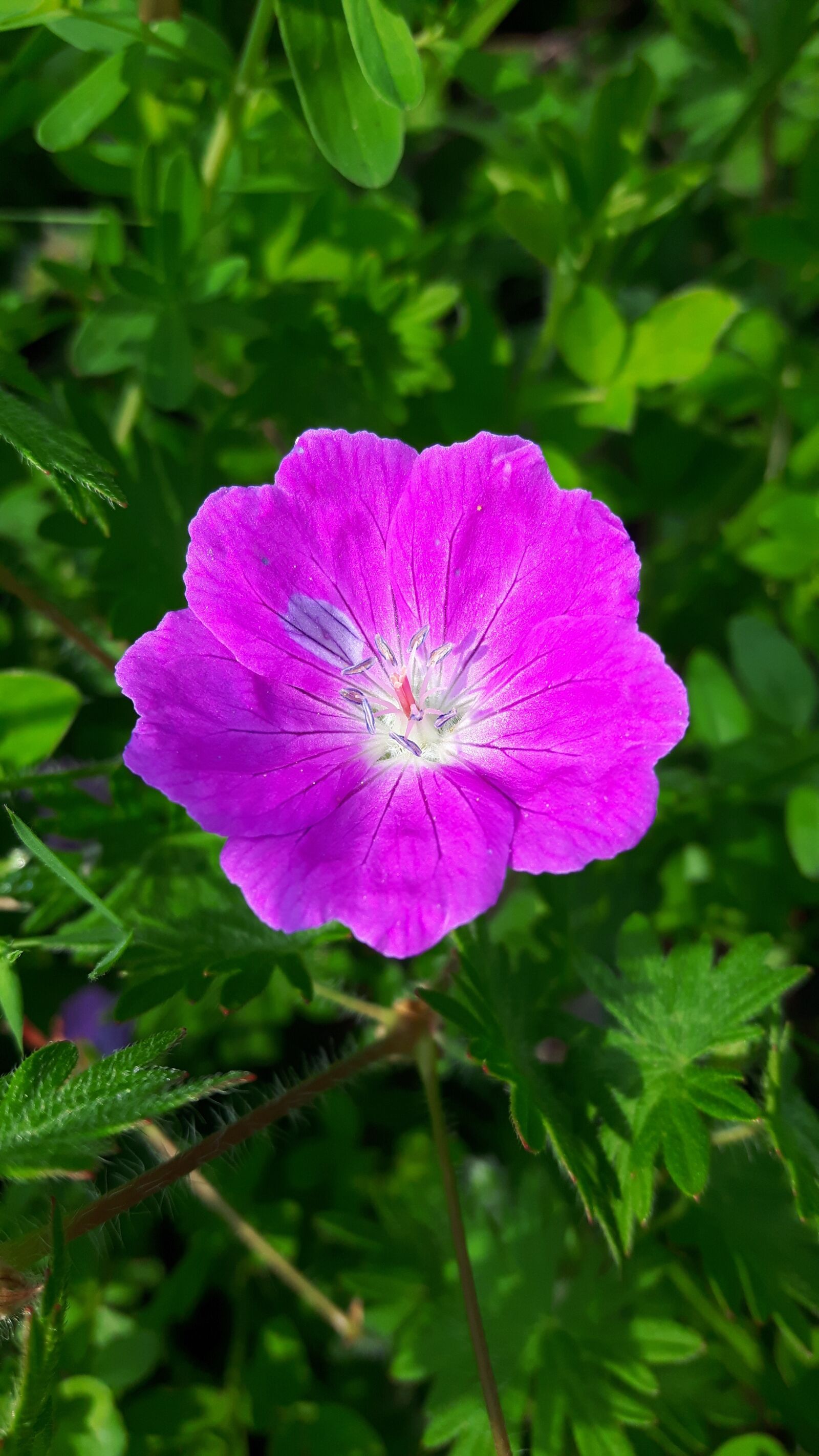 Samsung Galaxy S5 Neo sample photo. Flower, wild flower, nature photography