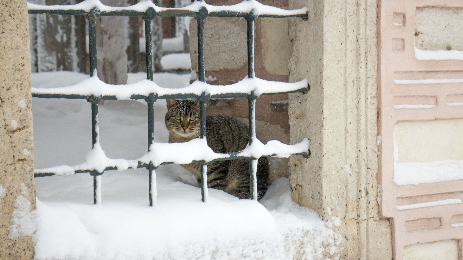 Canon EOS M sample photo. Cat, railing, snow photography