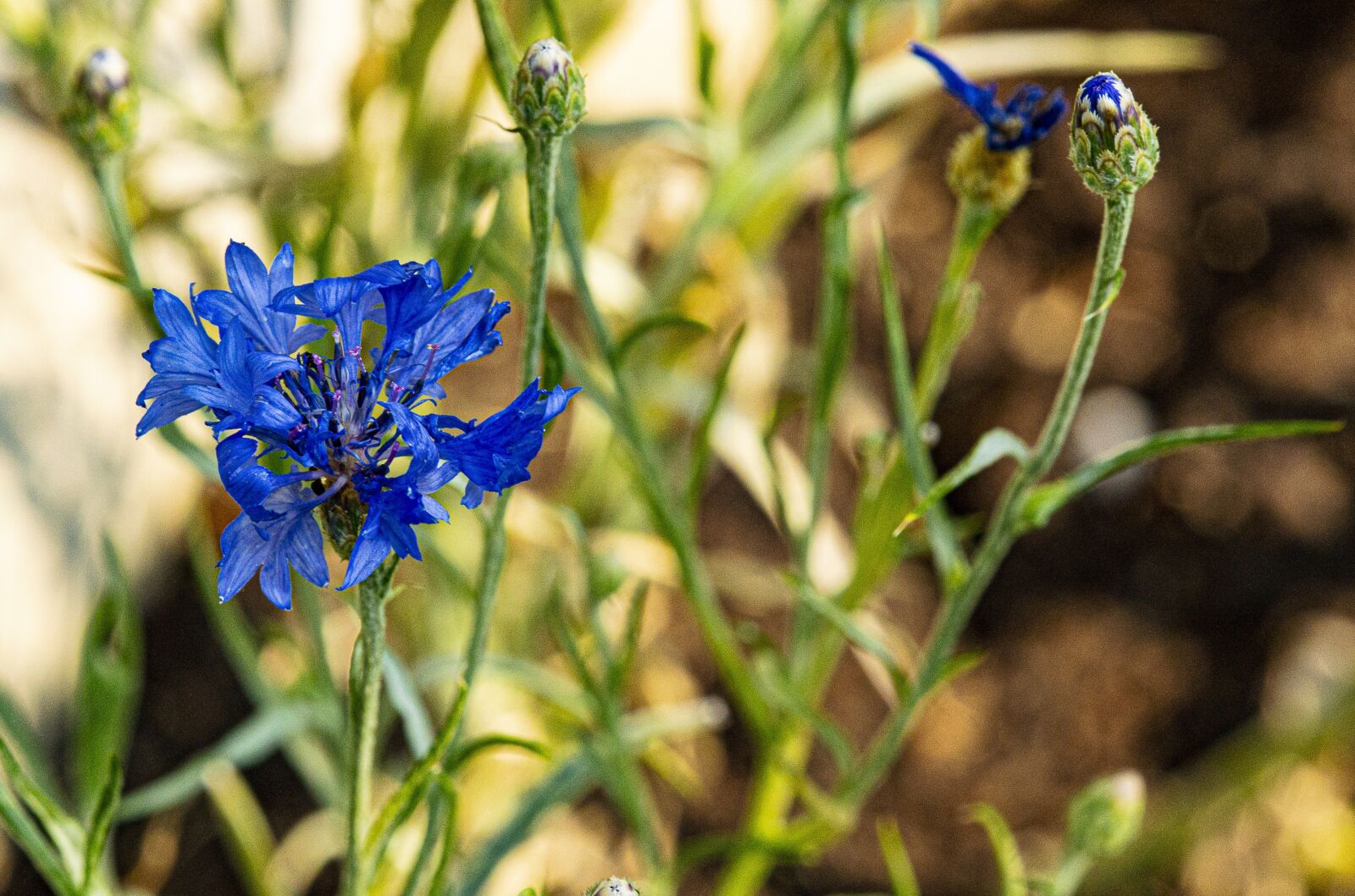 TAMRON SP 180mm F3.5 Di MACRO 1:1 B01N sample photo. Fleur-de-lis, flowers, summer photography