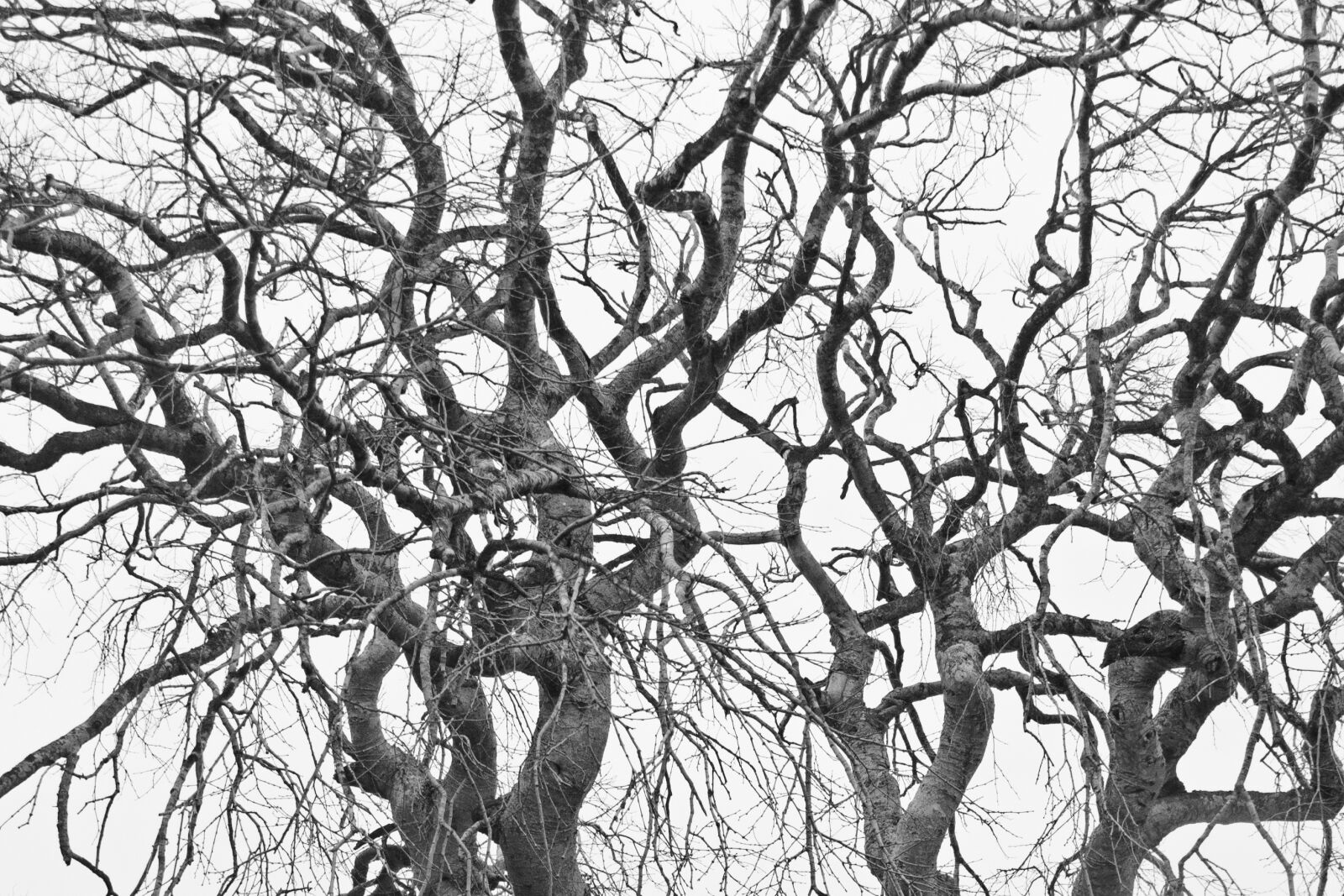 Canon PowerShot G11 sample photo. Branch, no person, nature photography