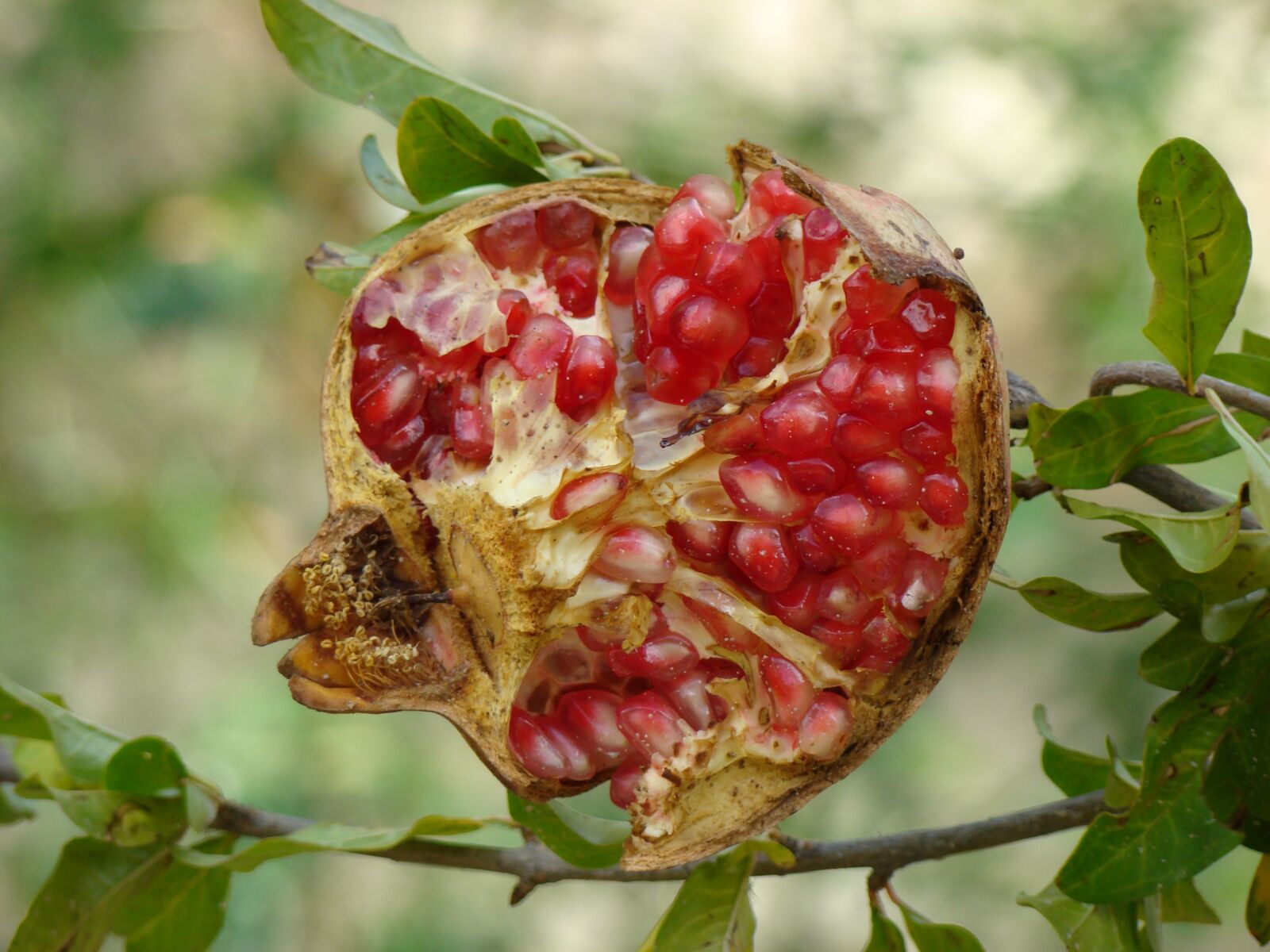 Sony DSC-H7 sample photo. Fruit, granada, forest photography