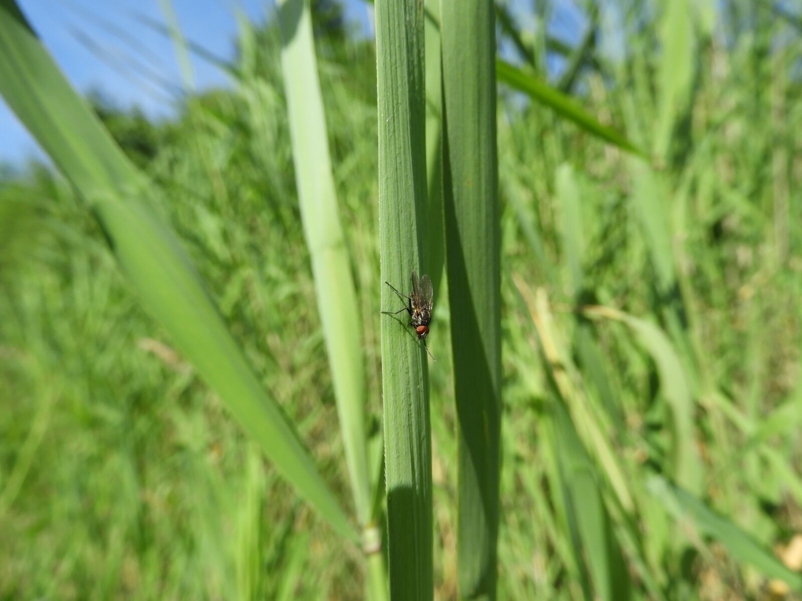 Nikon Coolpix B700 sample photo. Fly, reed, nature photography