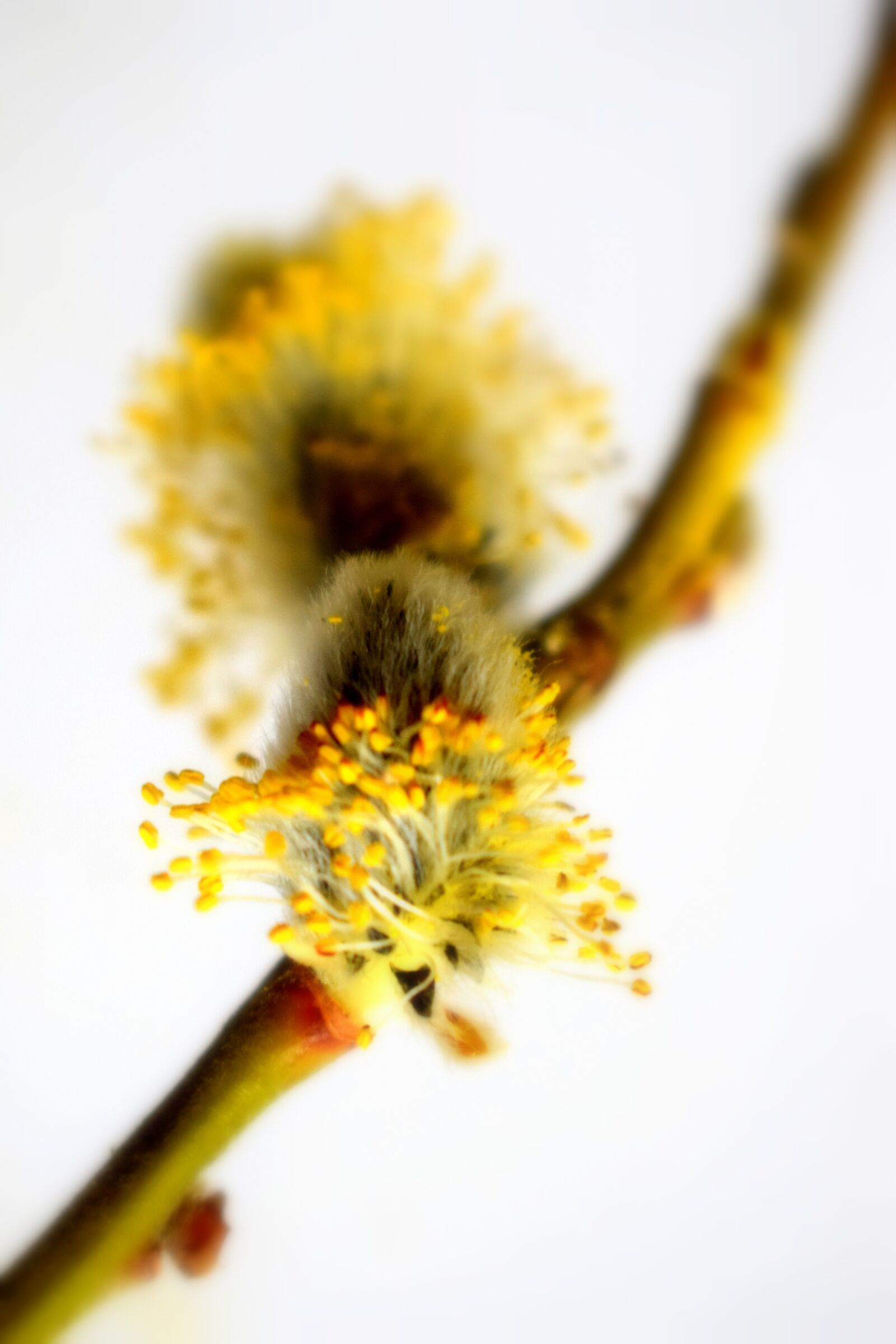 Nikon D3300 sample photo. It's, yellow, spring photography