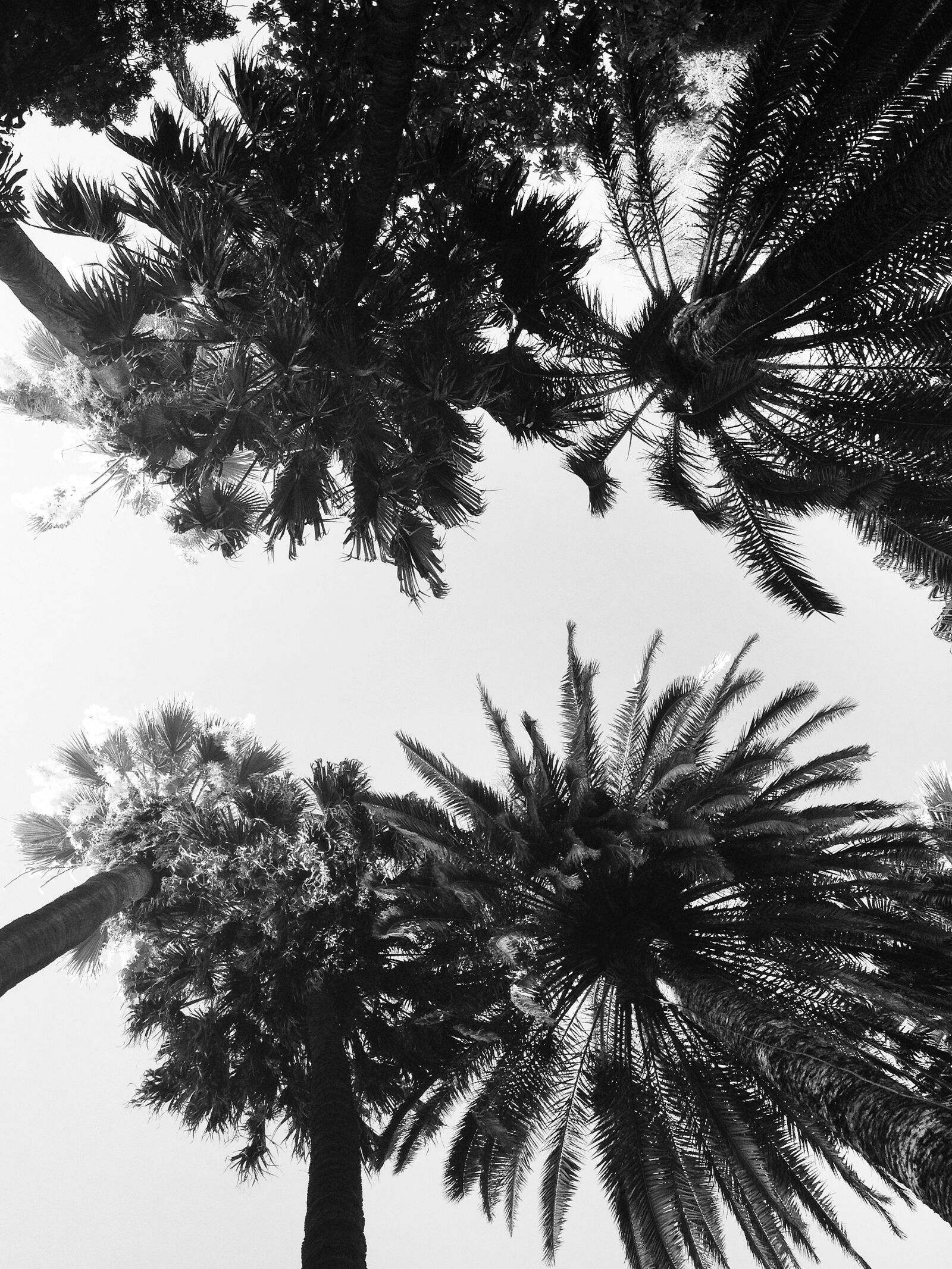 iPhone 4S back camera 4.28mm f/2.4 sample photo. Palms, trees, summer photography