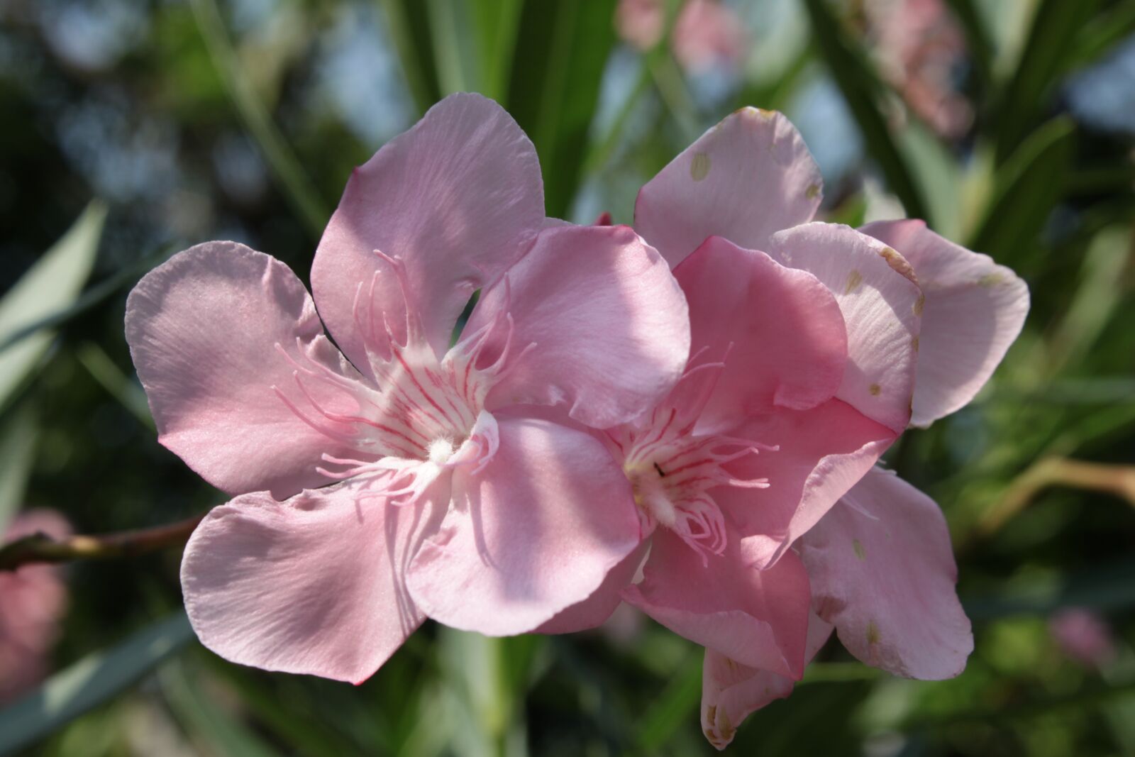 Canon EOS 500D (EOS Rebel T1i / EOS Kiss X3) sample photo. Garden, vegetation, petals photography