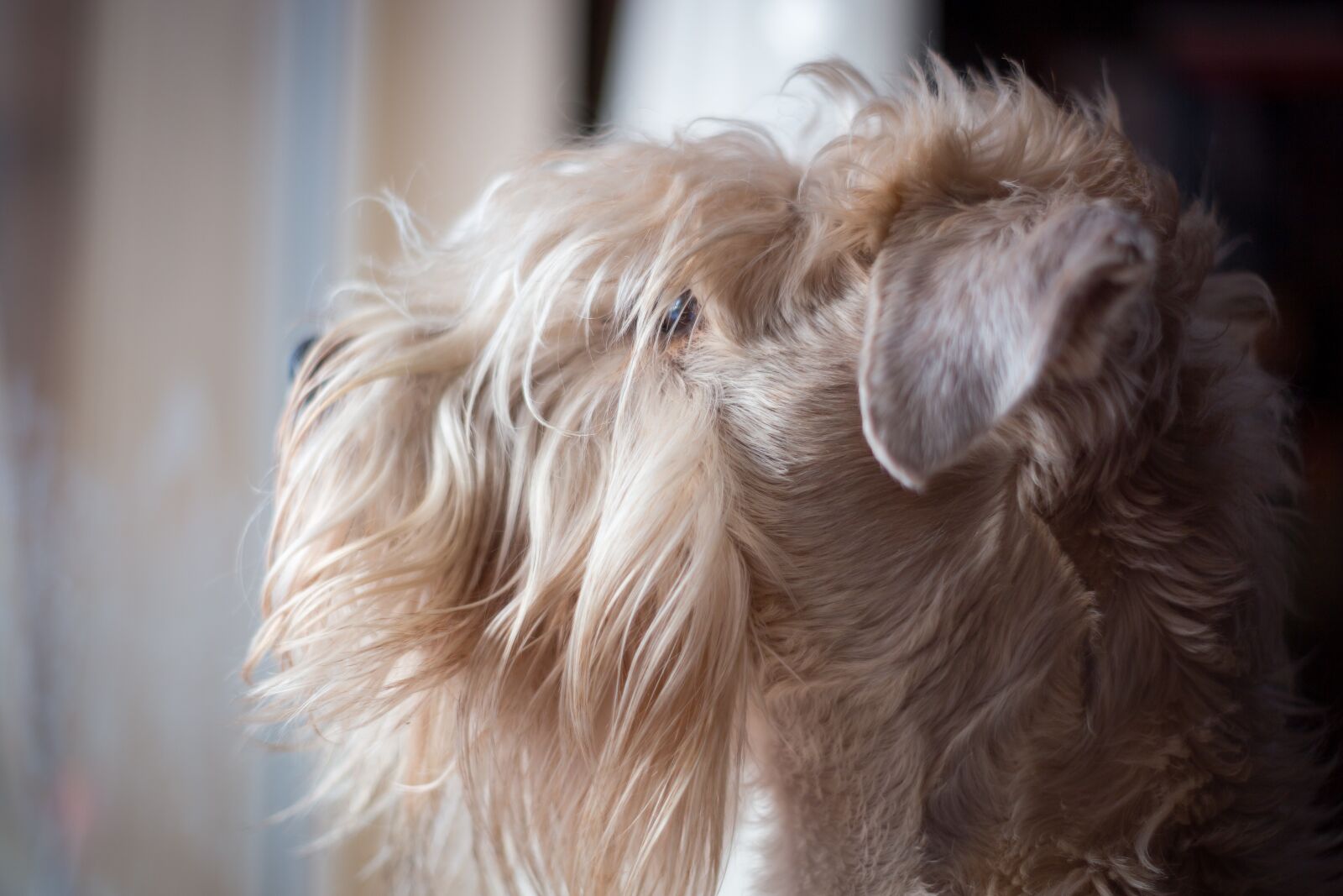 Canon EOS 6D sample photo. Dog, animal, pet photography