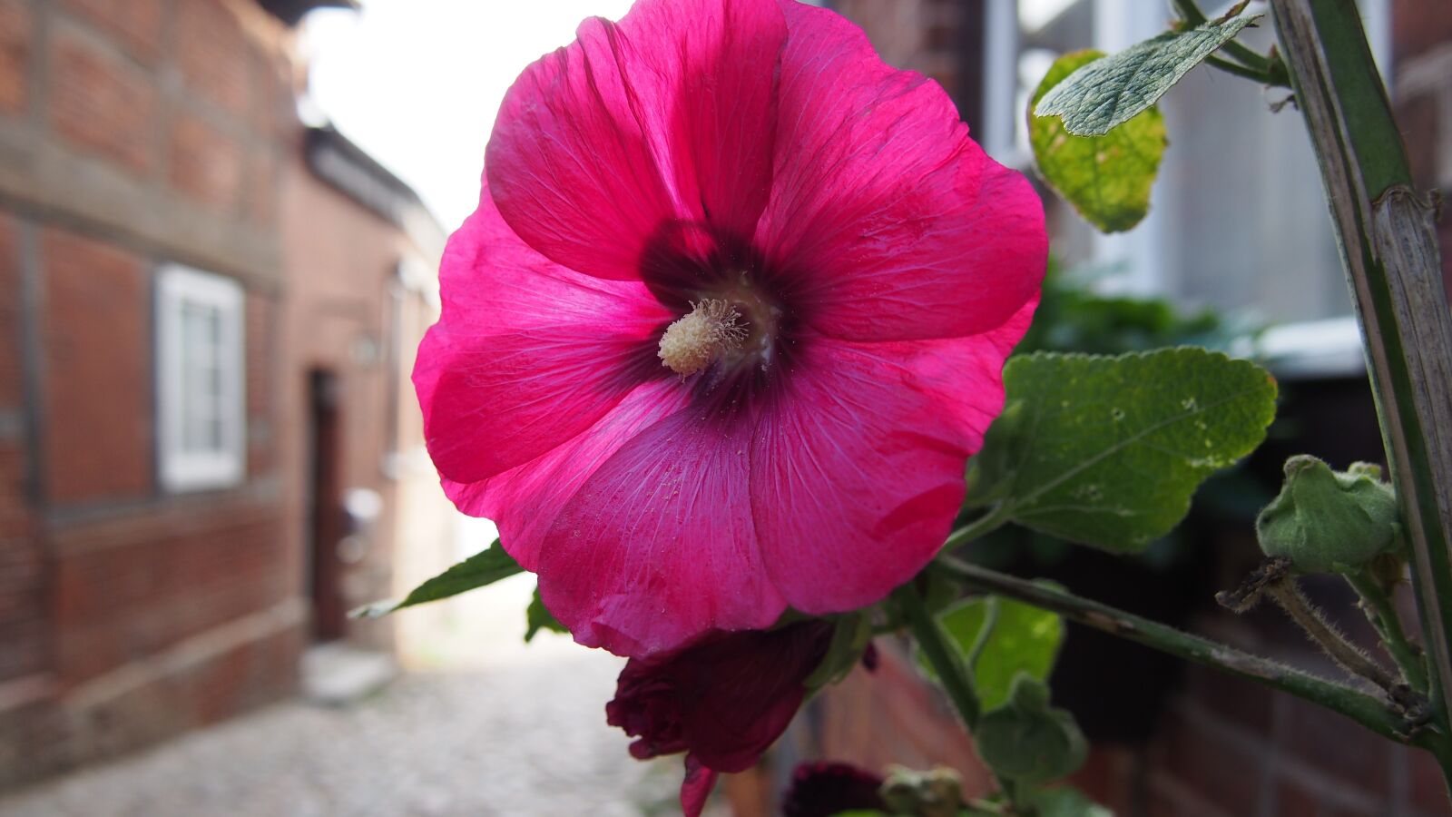 Olympus PEN E-PL6 sample photo. Flower, alley, plant photography