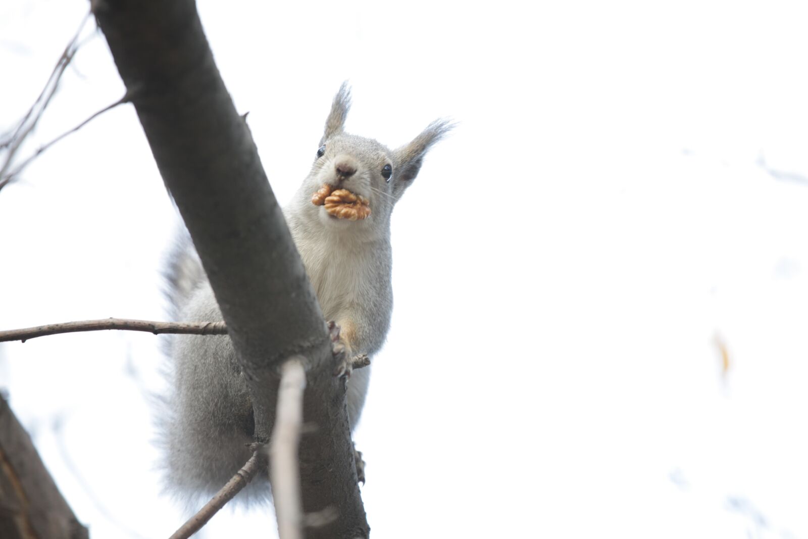 Canon EOS 5D Mark II sample photo. Squirrel, nature, animals photography