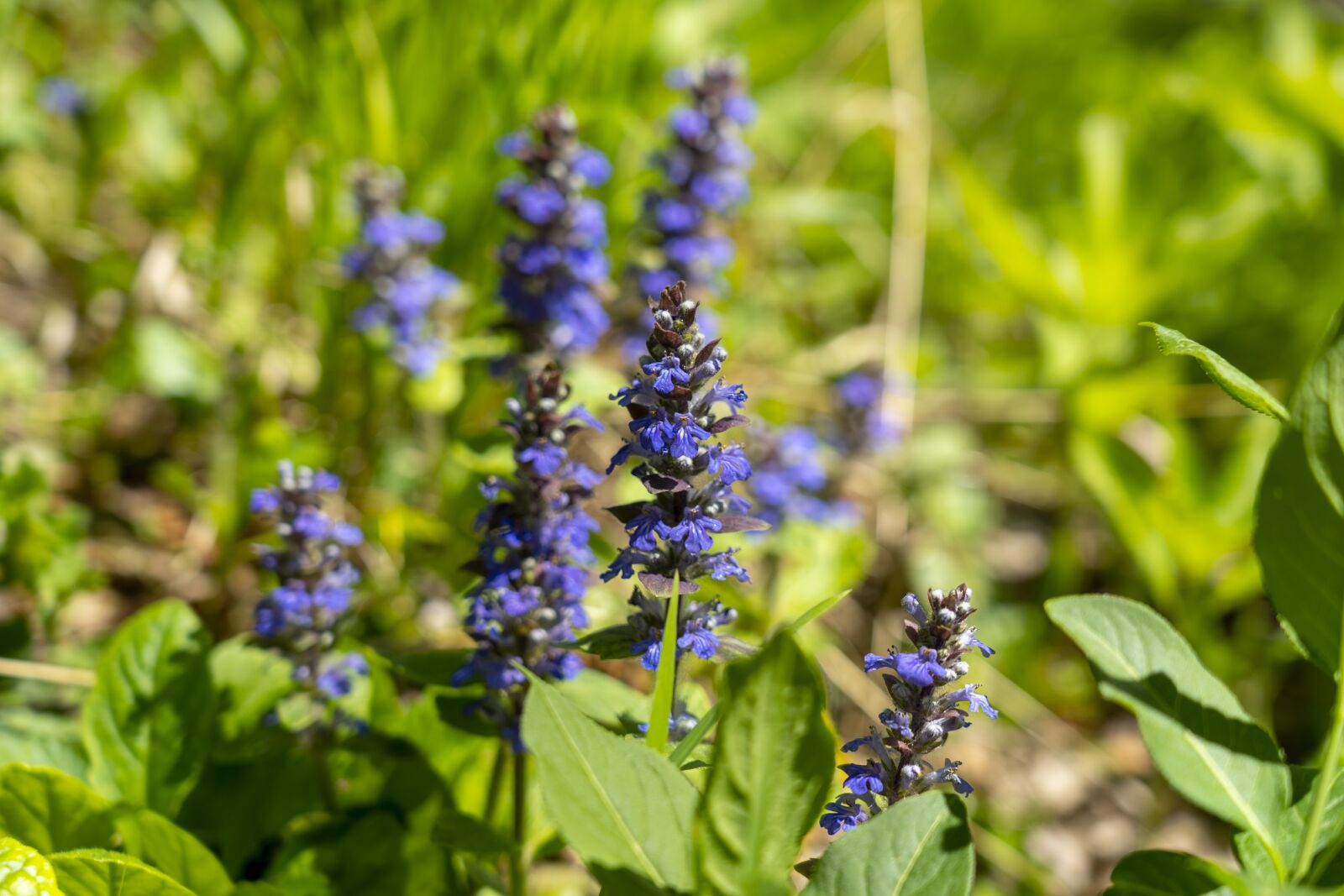 Sony FE 24-105mm F4 G OSS sample photo. Flowers, nature, purple photography