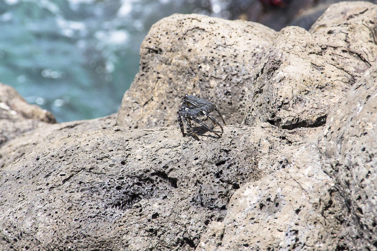 Canon EOS 700D (EOS Rebel T5i / EOS Kiss X7i) sample photo. Red cliff crab, crab photography