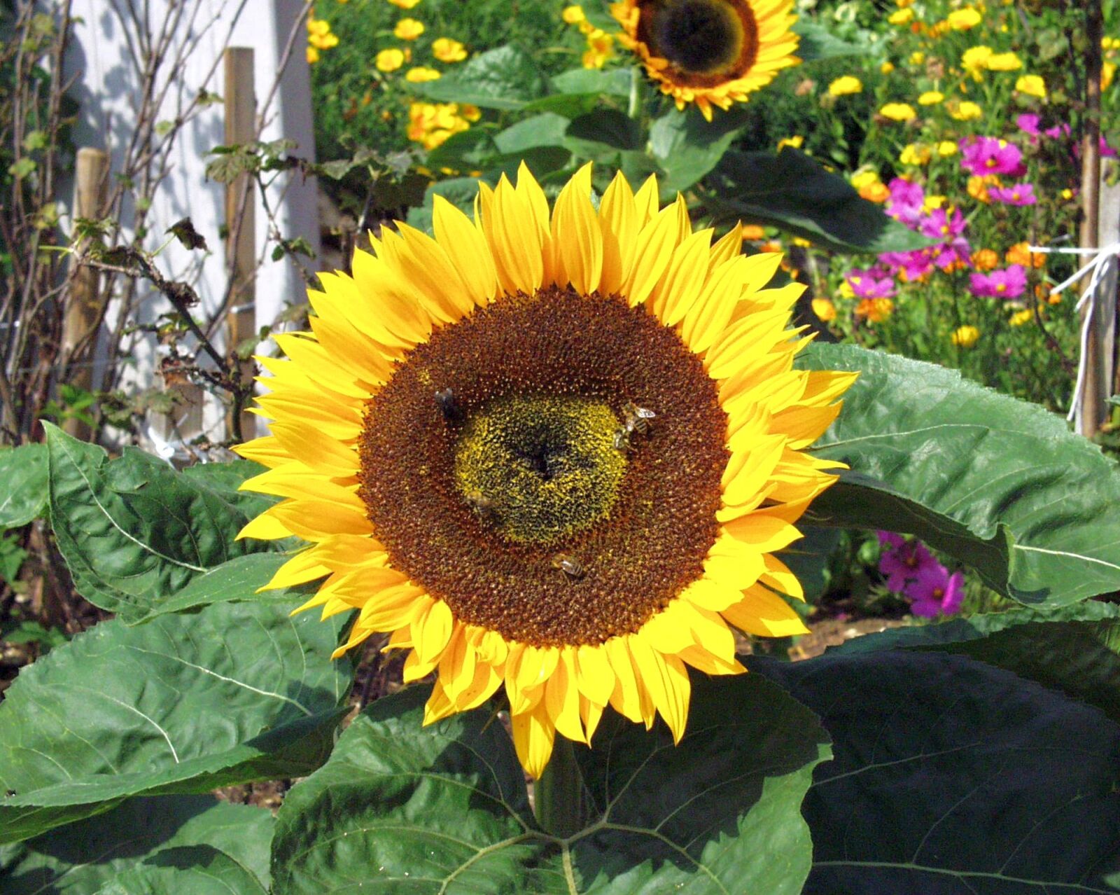 Olympus C2500L sample photo. Sunflower, flower, yellow photography