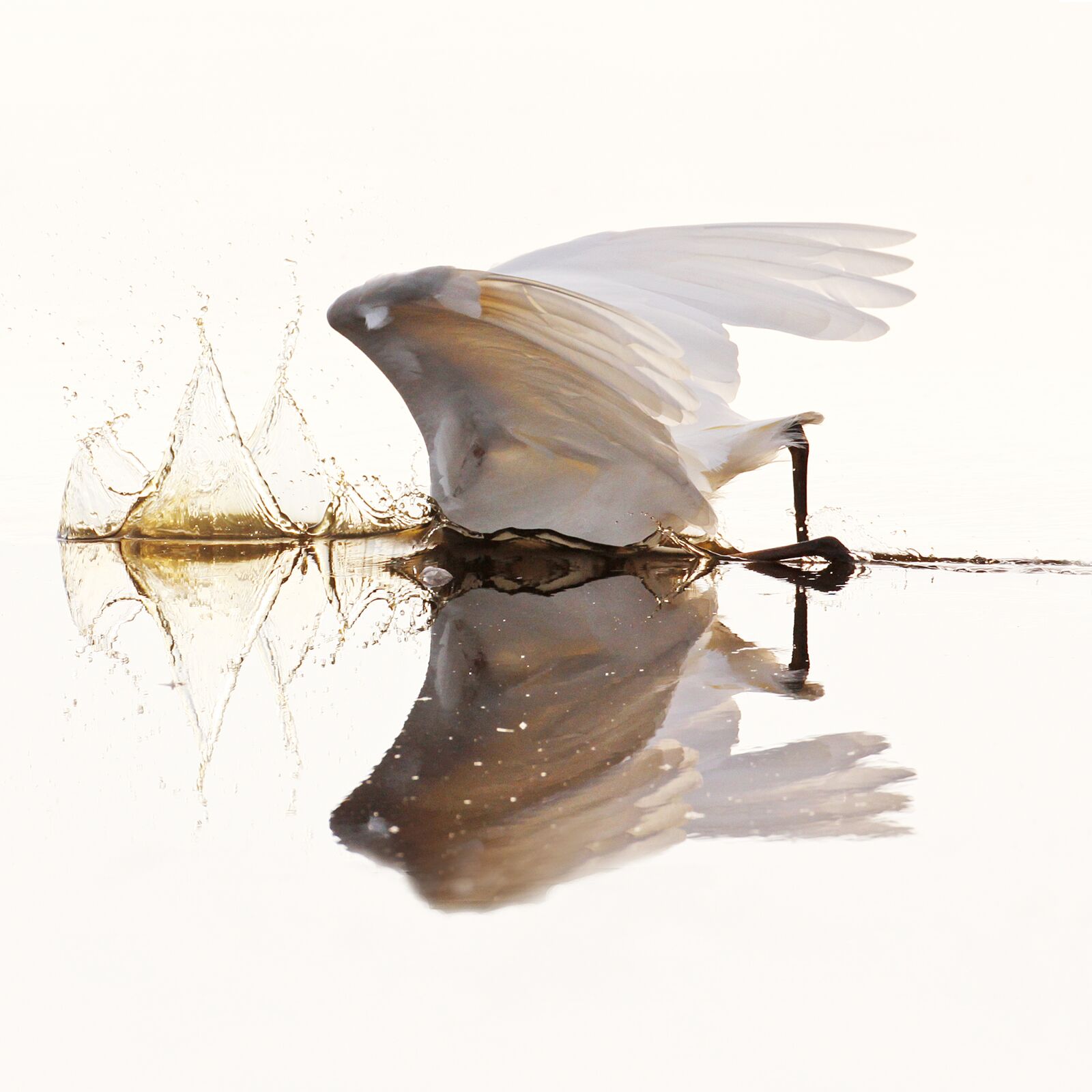 Canon EOS 50D sample photo. Egret, waterfowl, bird photography