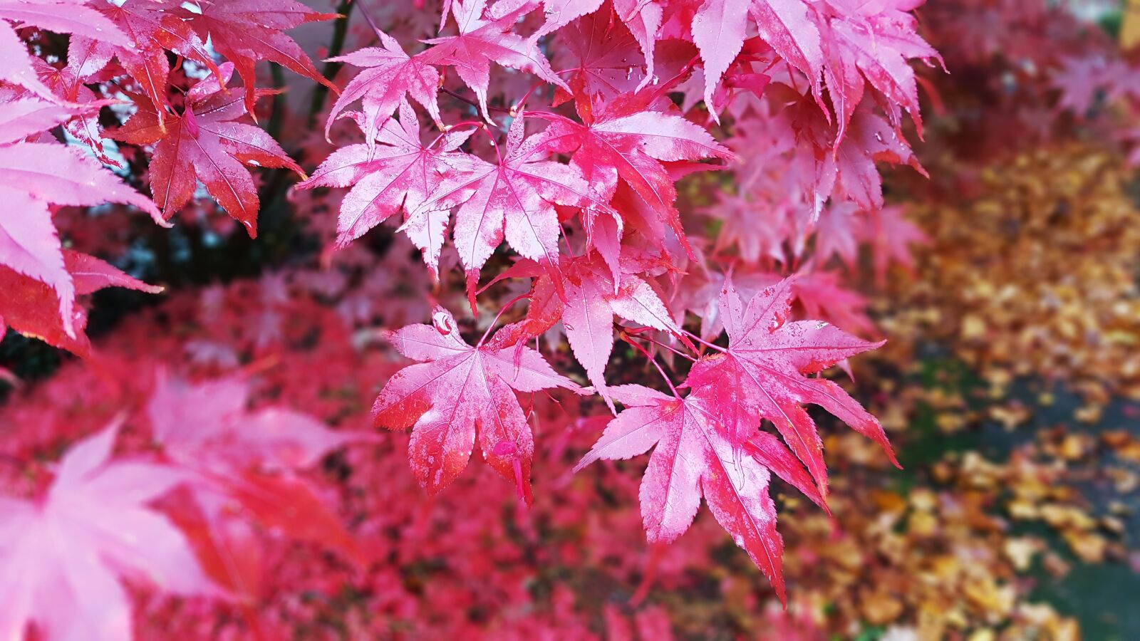 Samsung Galaxy S7 Edge sample photo. Autumn, maple, leaves photography