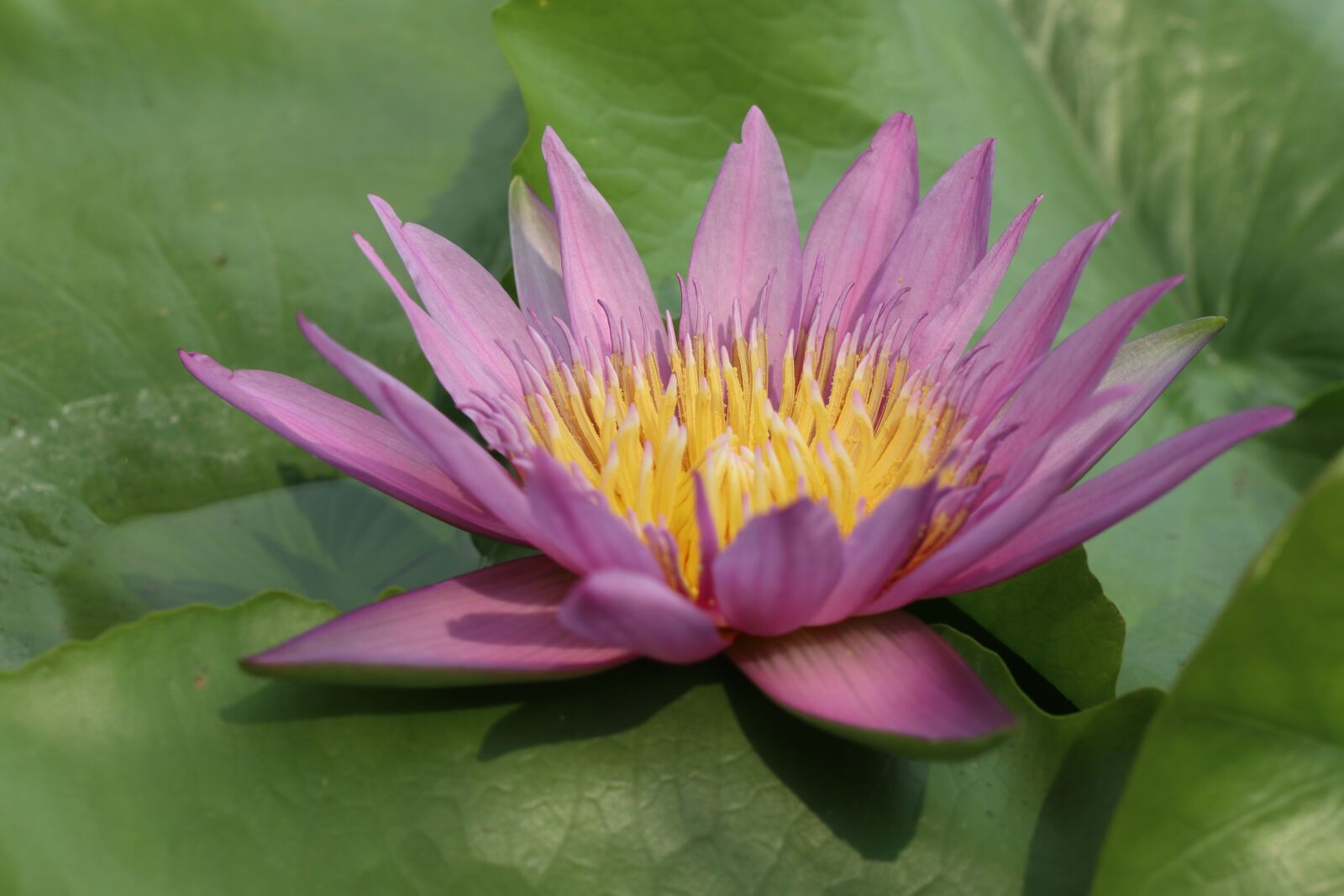 Canon EOS M6 sample photo. Lotus, flower, pink photography
