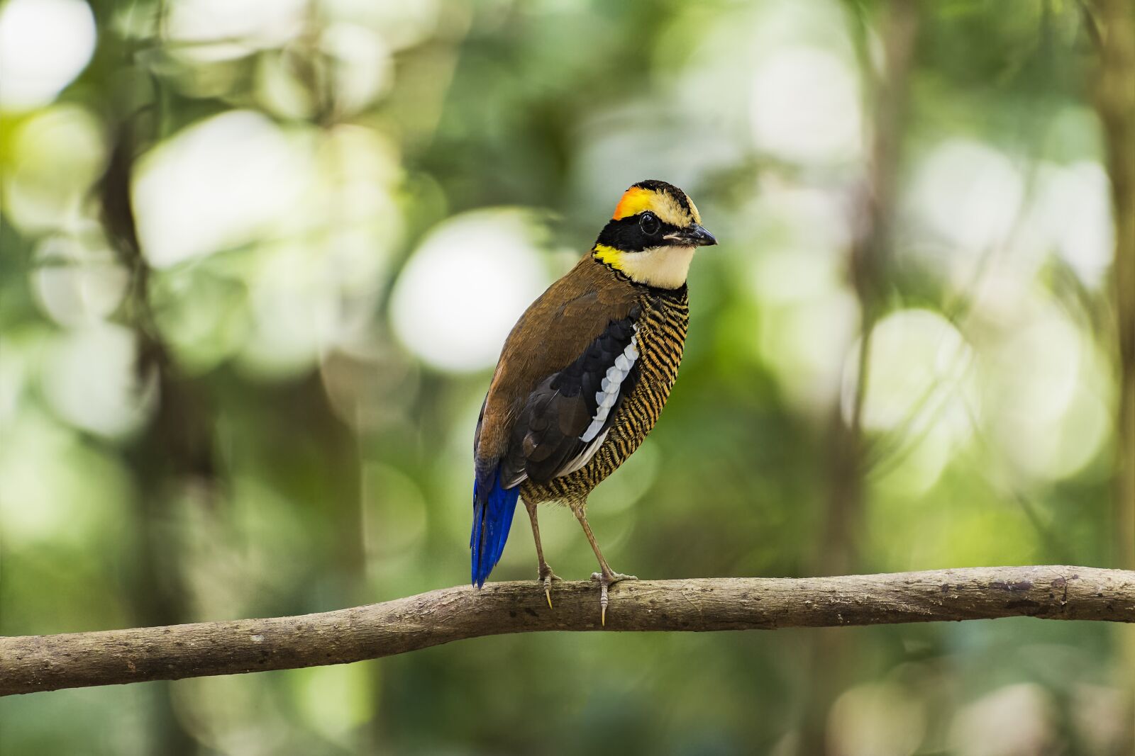 Nikon D7100 sample photo. Bird, malaysia birds, eight photography