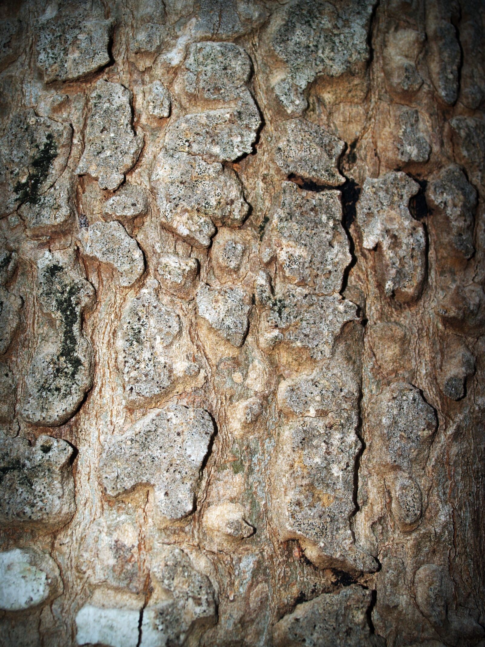 Olympus E-300 (EVOLT E-300) sample photo. Bark, tree, wood photography