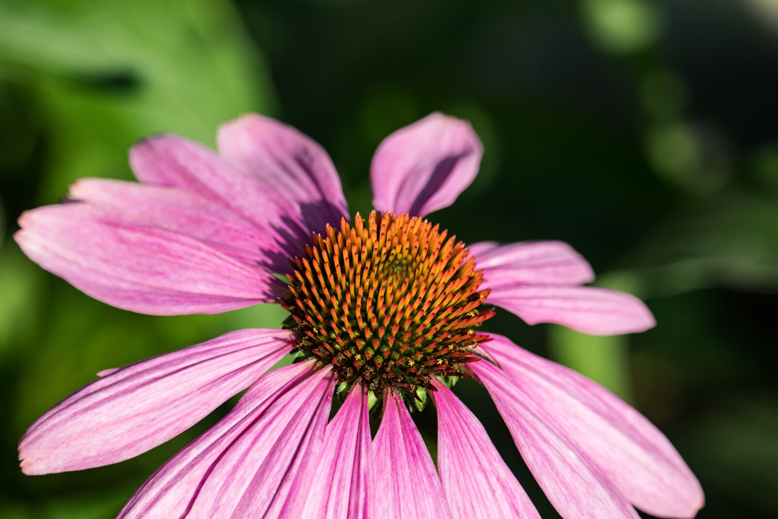 Canon EF-S 55-250mm F4-5.6 IS STM sample photo. Coneflower, blossom, bloom photography