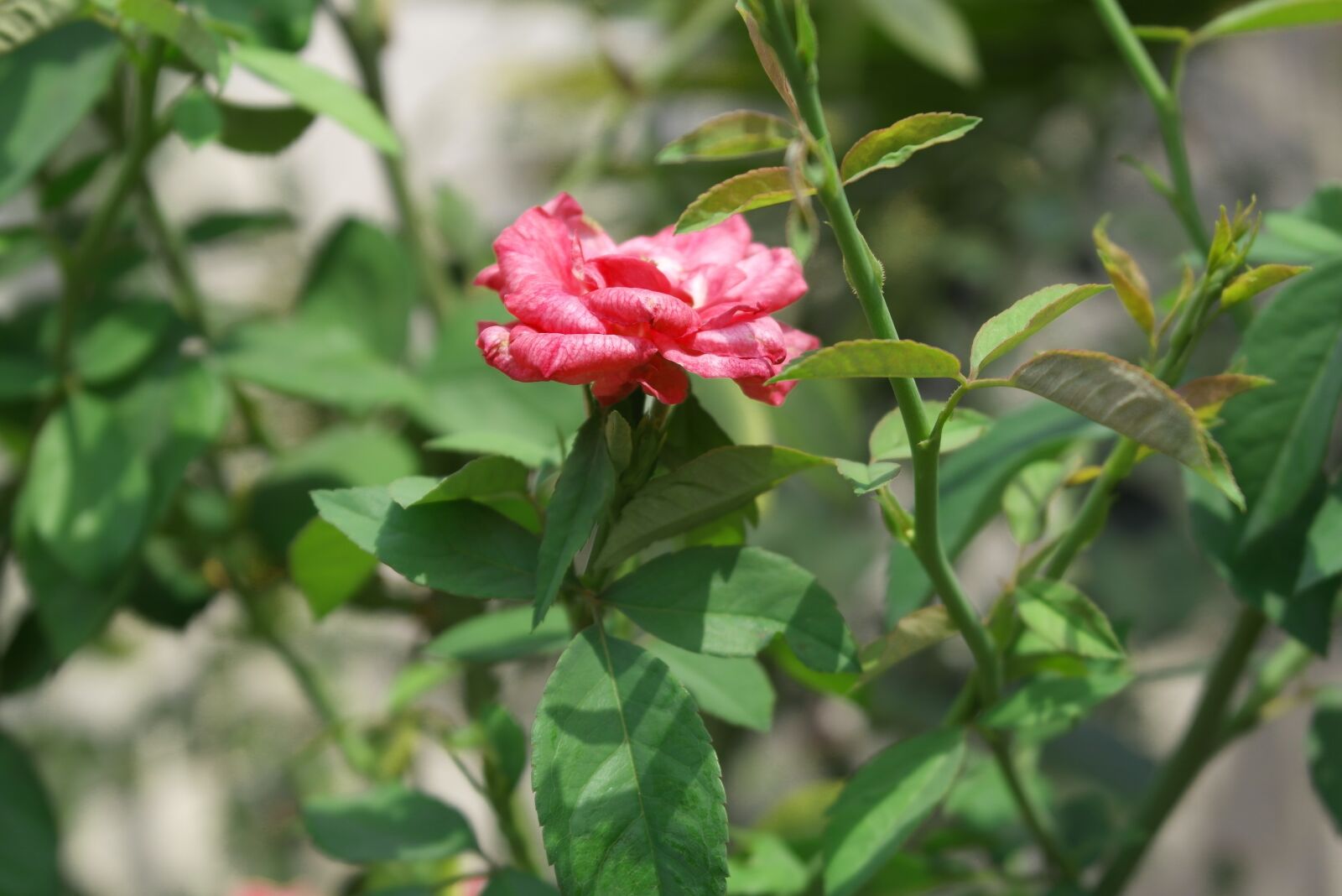 Samsung NX1000 sample photo. Flowers, nature, rosa photography