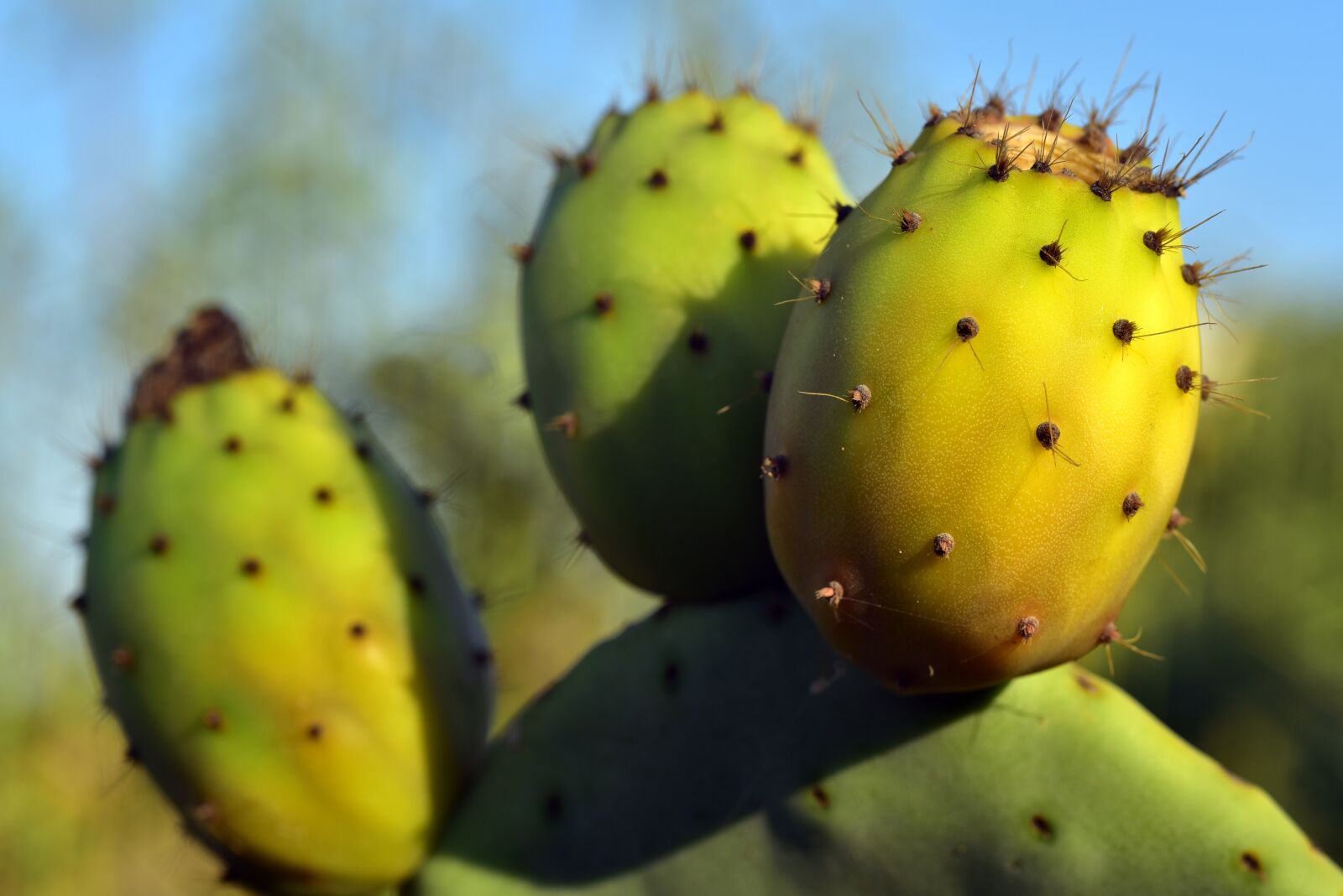 Nikon D750 sample photo. Prickly pear, cactus, cactus photography