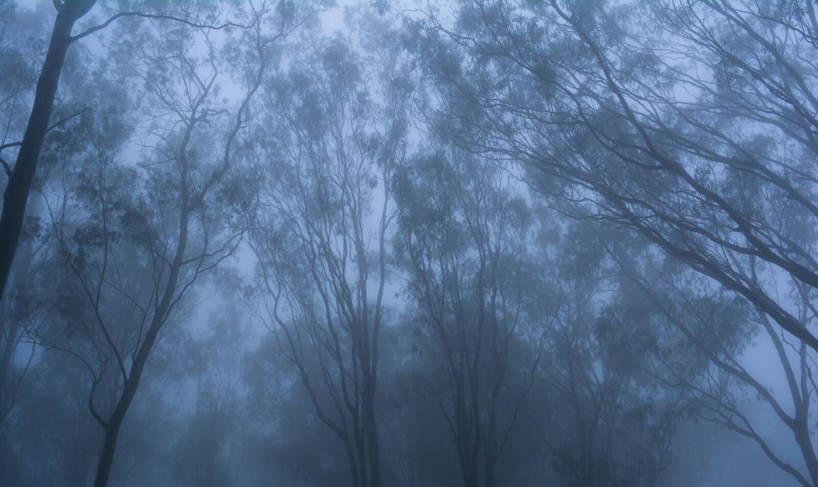Nikon D5200 sample photo. Fog, trees, nature photography