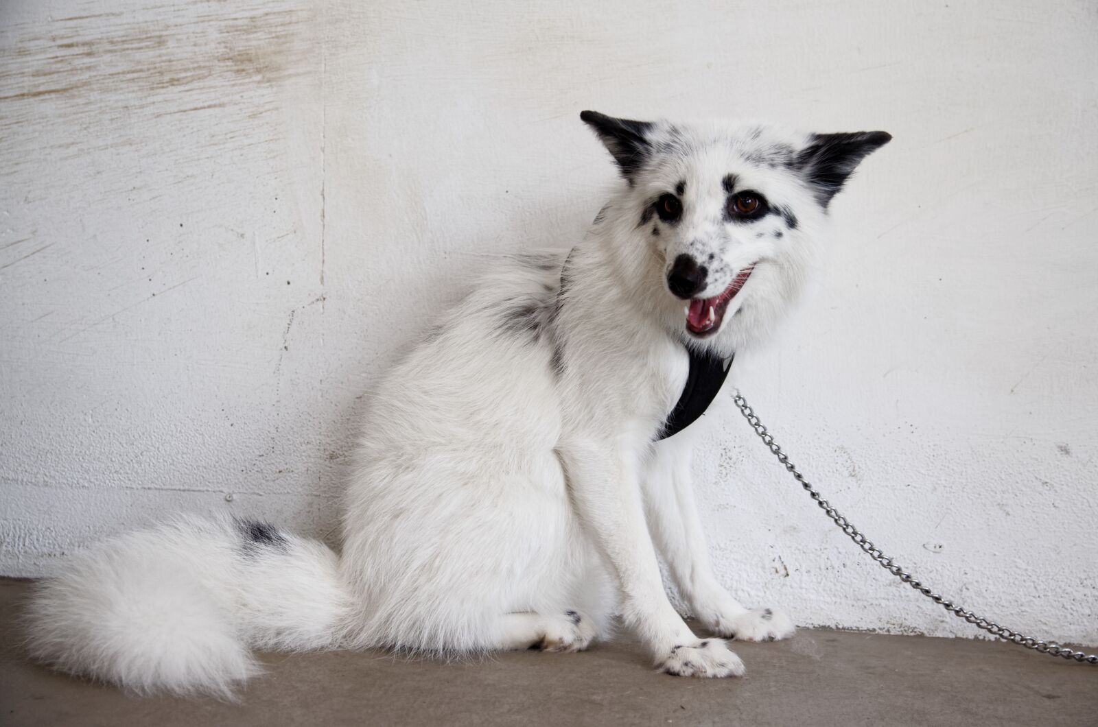 Nikon D5100 sample photo. Fox, predator, white fox photography