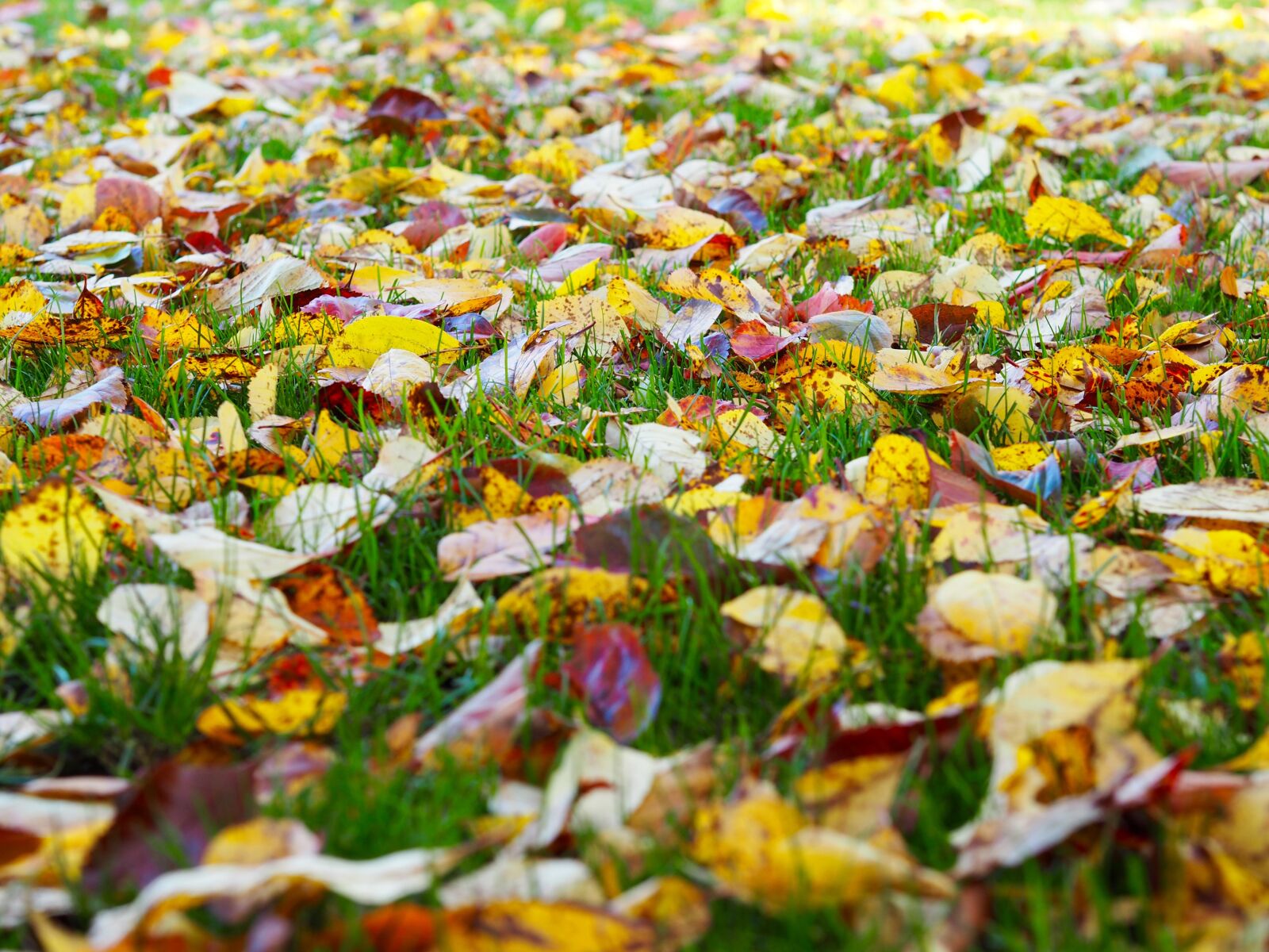 Olympus OM-D E-M5 II sample photo. Autumn, leaves, theme, autumn photography