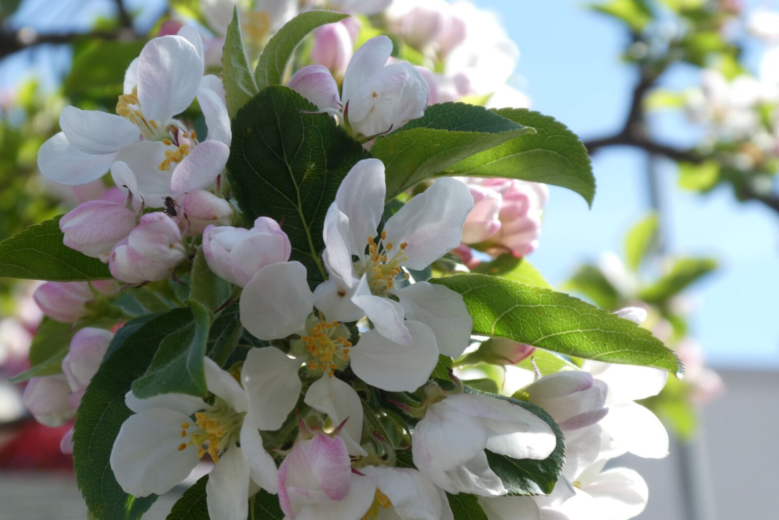Panasonic Lumix DC-ZS70 (Lumix DC-TZ90) sample photo. Apple blossom, blossom, sierappelboom photography