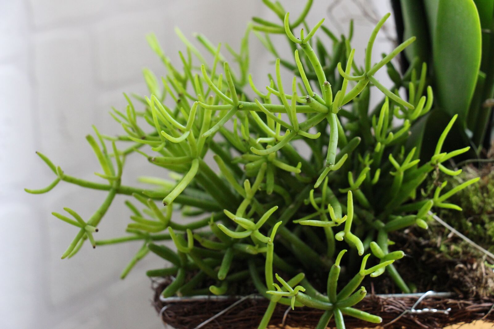 Canon EOS 700D (EOS Rebel T5i / EOS Kiss X7i) sample photo. Plant, green, close up photography