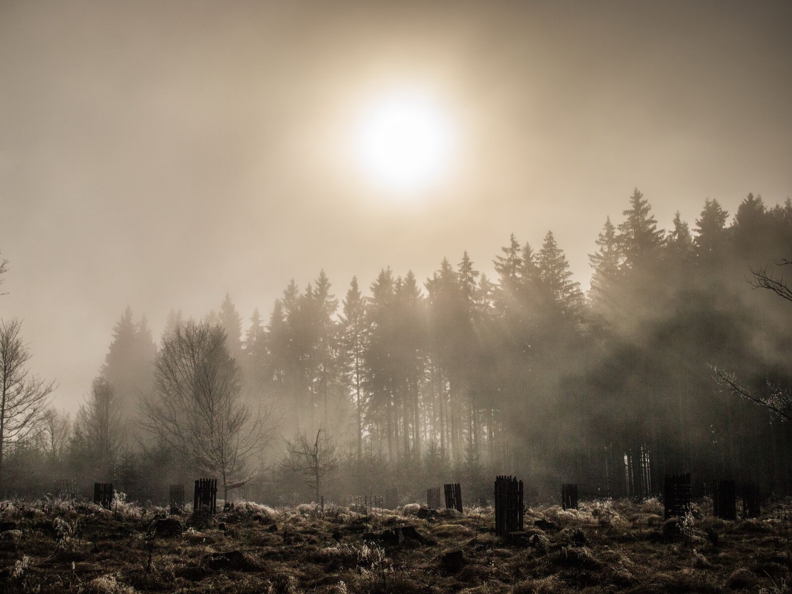 Nikon D3100 sample photo. Fog, forest, nature photography