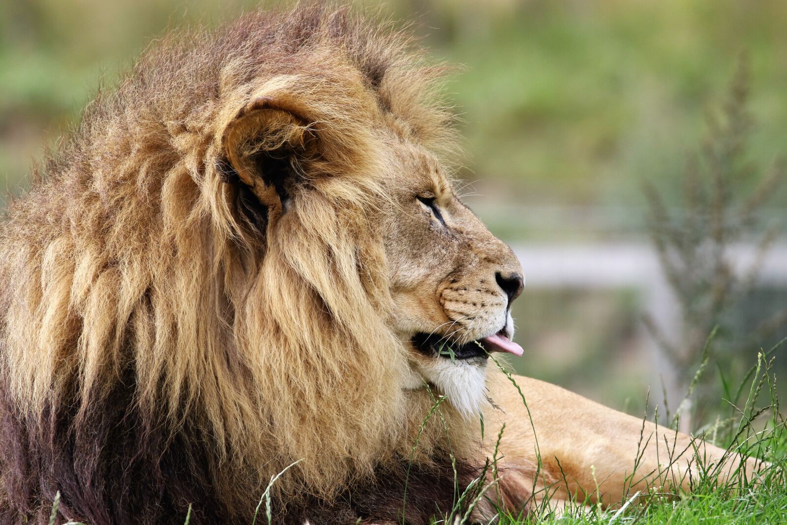 Canon EOS 7D Mark II sample photo. Lion, big cat, wildlife photography