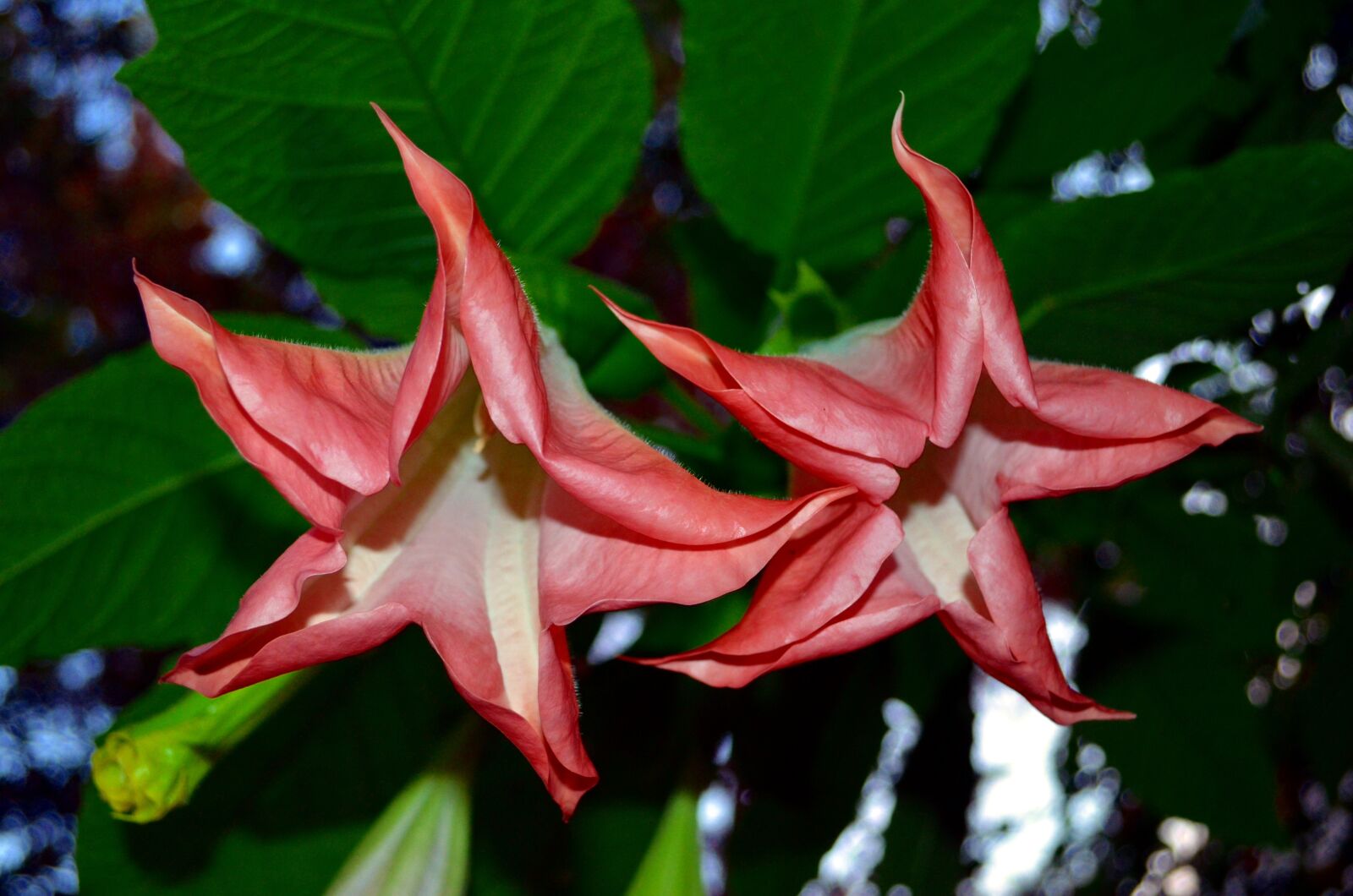 Nikon D5100 sample photo. Bells, flower, stars photography