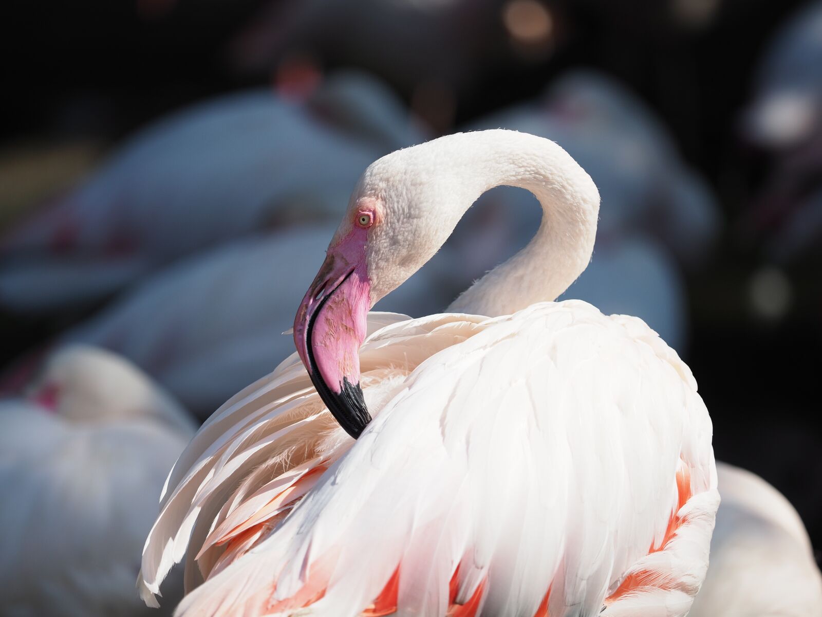Olympus OM-D E-M1 Mark II + Olympus M.Zuiko Digital ED 40-150mm F2.8 Pro sample photo. Bird, flamingo, whites photography