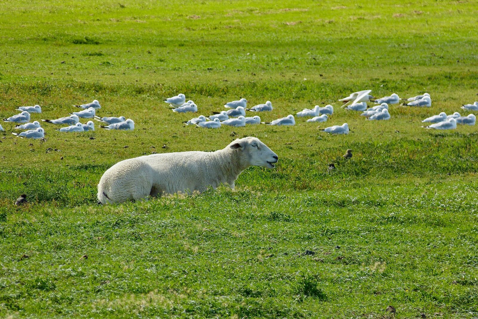 Panasonic Lumix DMC-FZ150 sample photo. North sea, dike, summer photography