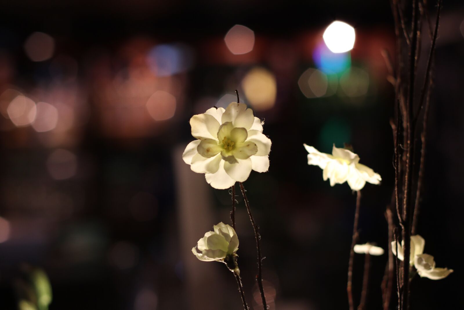 Canon EF 50mm F1.8 II sample photo. Flower, nature, flora photography