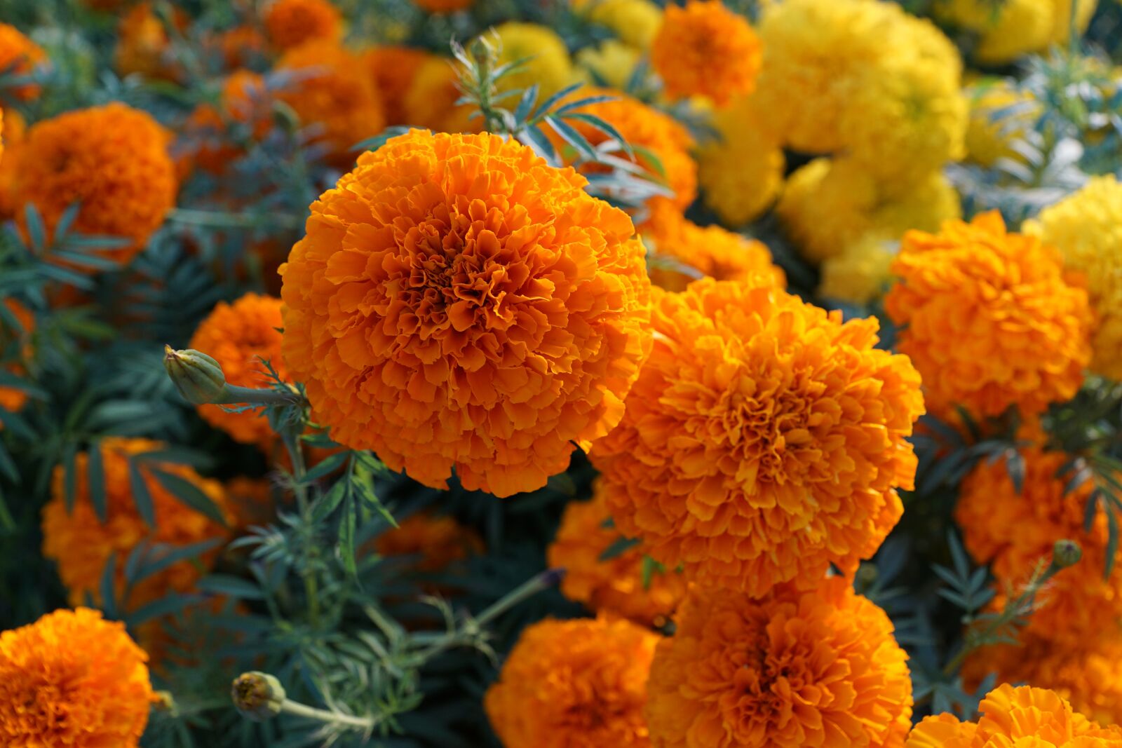 Sony ILCA-77M2 + Sony DT 16-50mm F2.8 SSM sample photo. Flower, yellow, orange photography