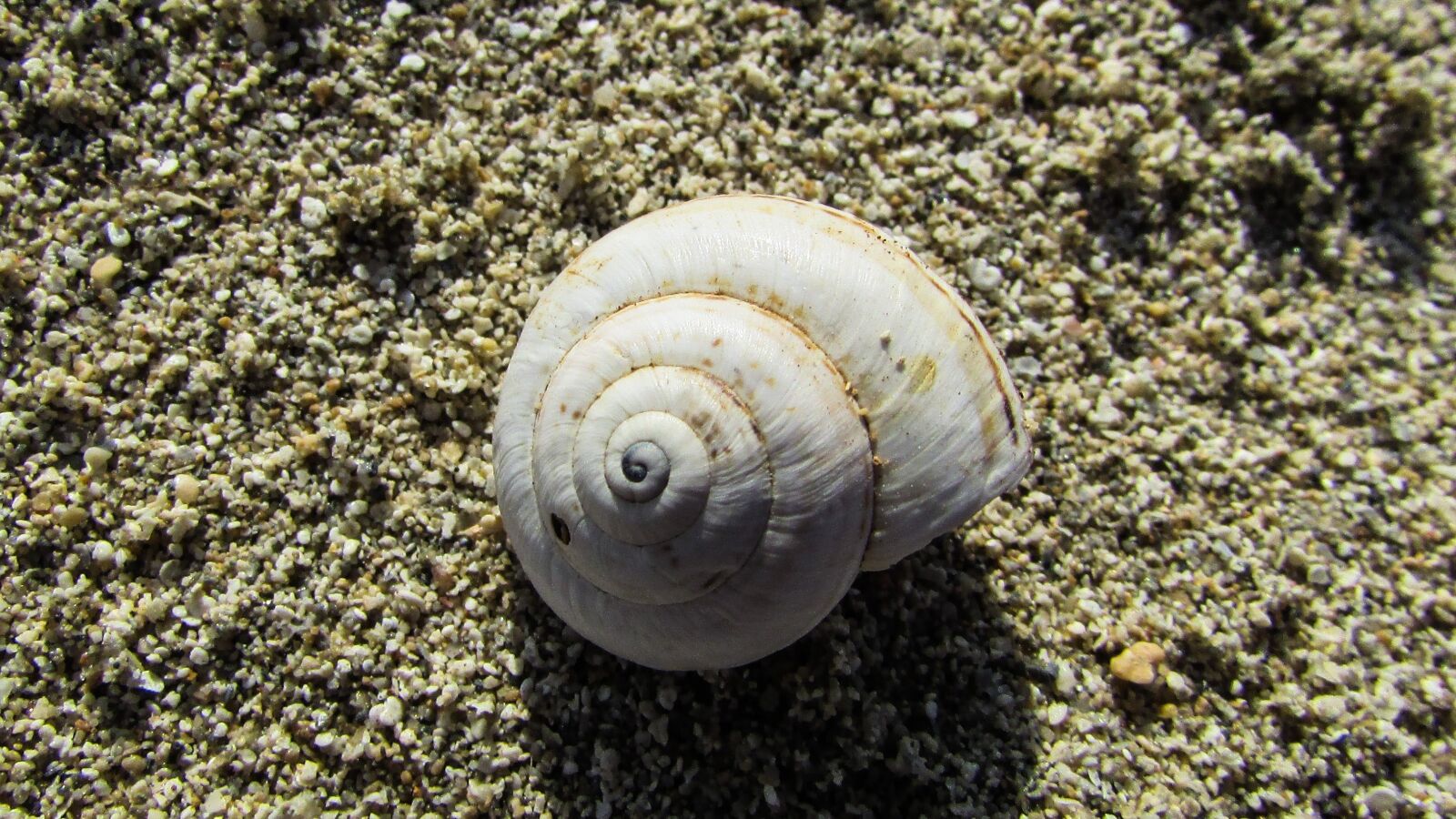 Canon PowerShot SX400 IS sample photo. Shell, nature, spiral photography