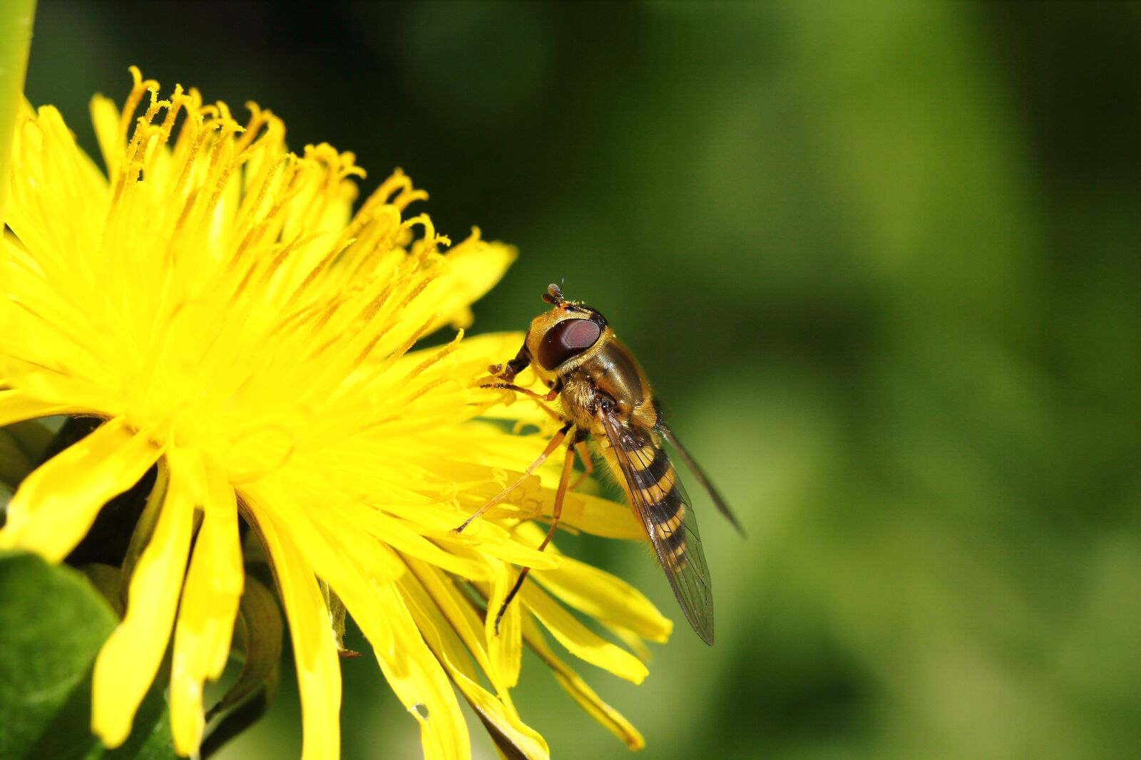 Canon EOS 60D sample photo. Insect, dandelion, flower photography