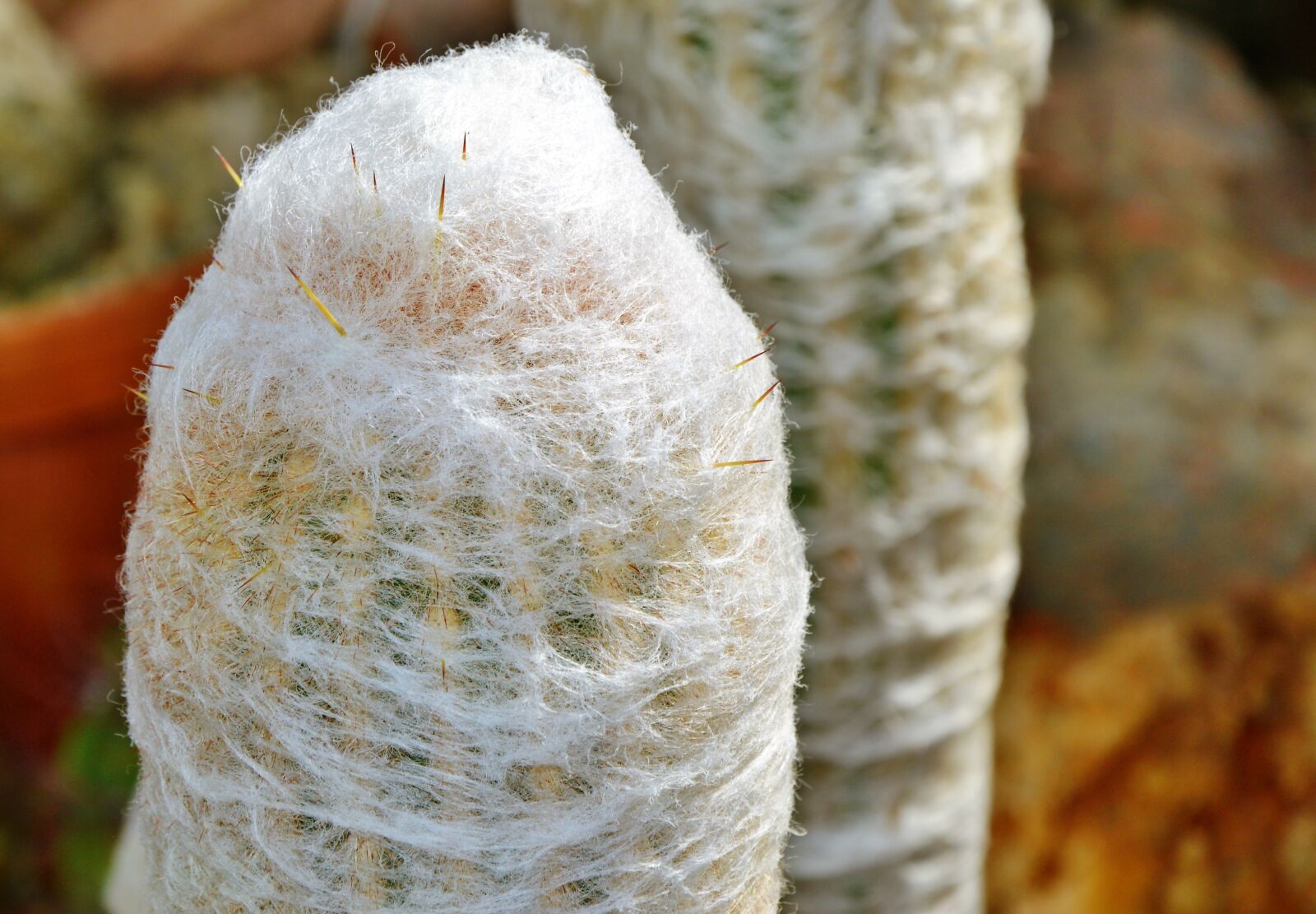 Nikon D3200 sample photo. Cactus, spur, green photography