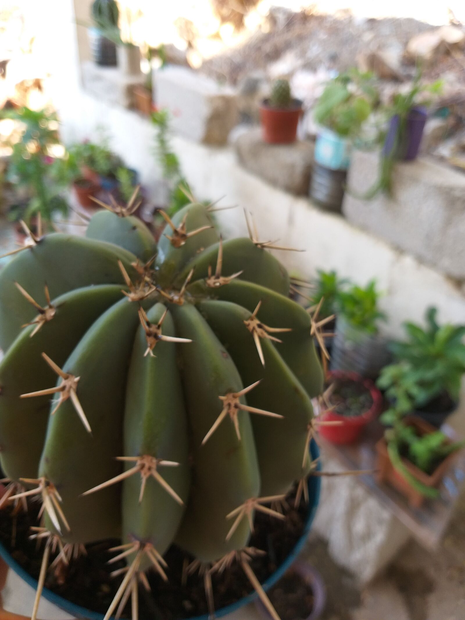Samsung Galaxy A6+ sample photo. Cactus, flowers, love photography