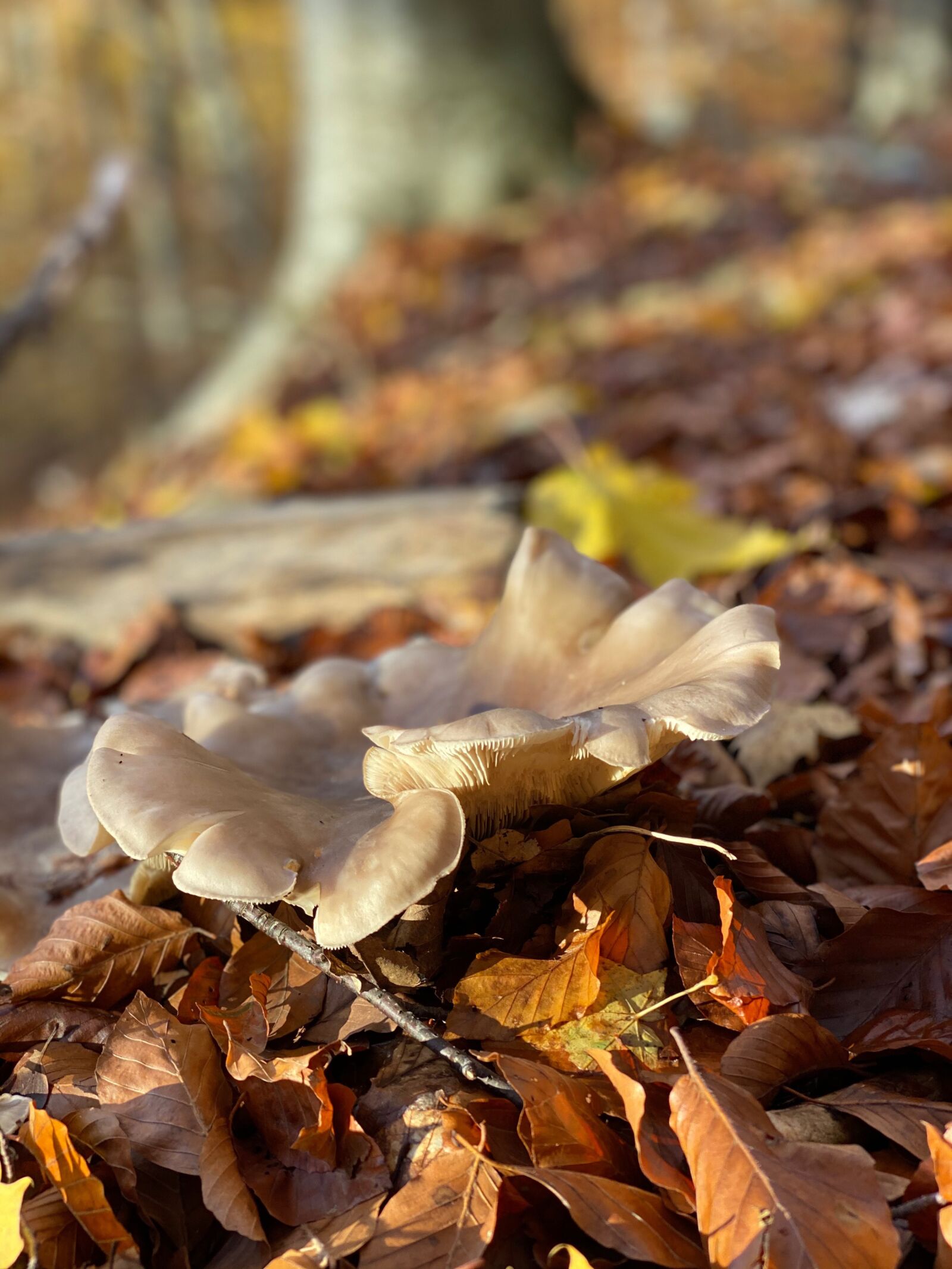 iPhone 11 Pro Max back dual camera 6mm f/2 sample photo. Mushroom, forest, nature photography
