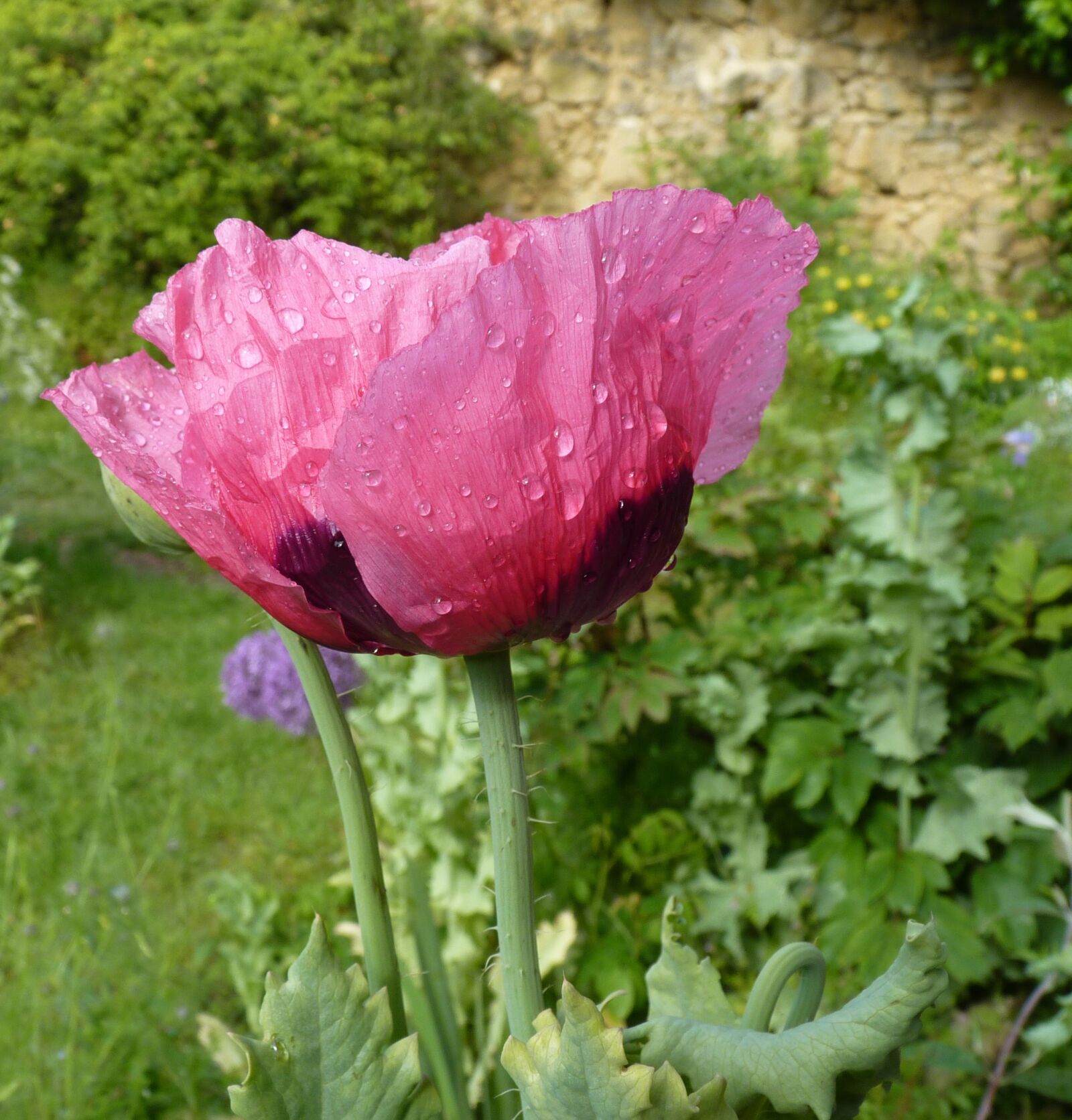 Panasonic Lumix DMC-FZ35 (Lumix DMC-FZ38) sample photo. Flower, poppy, pink poppy photography