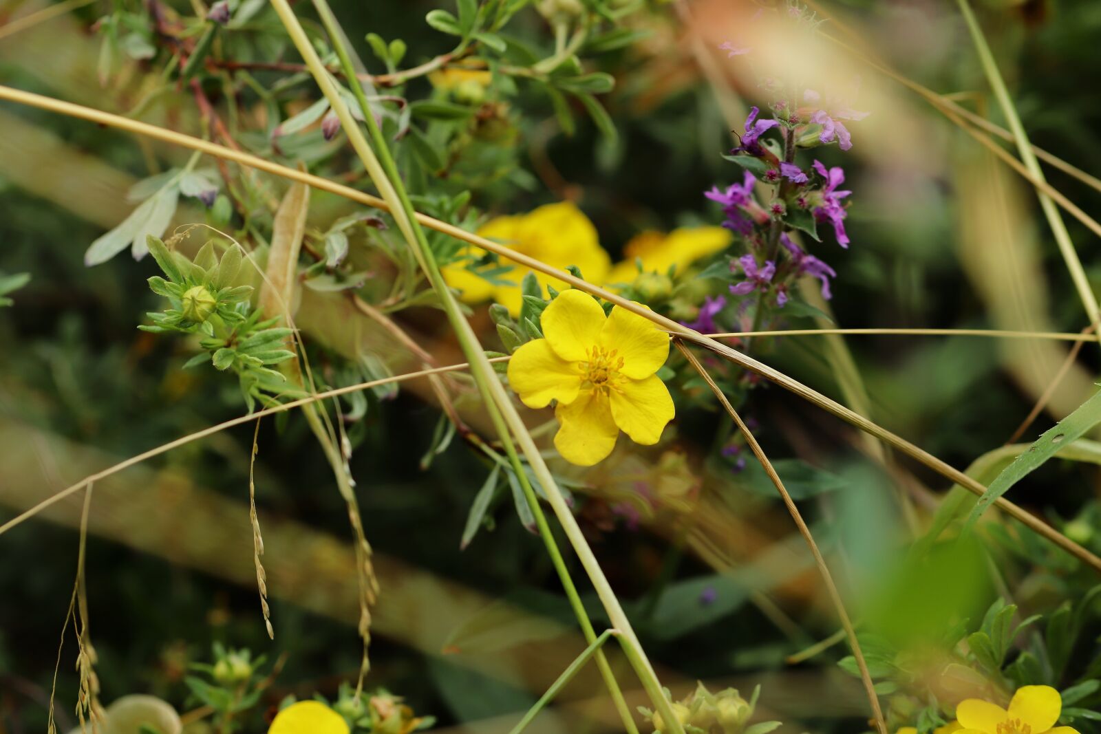 Canon EOS 800D (EOS Rebel T7i / EOS Kiss X9i) sample photo. Eindröschen, yellow, flowers photography