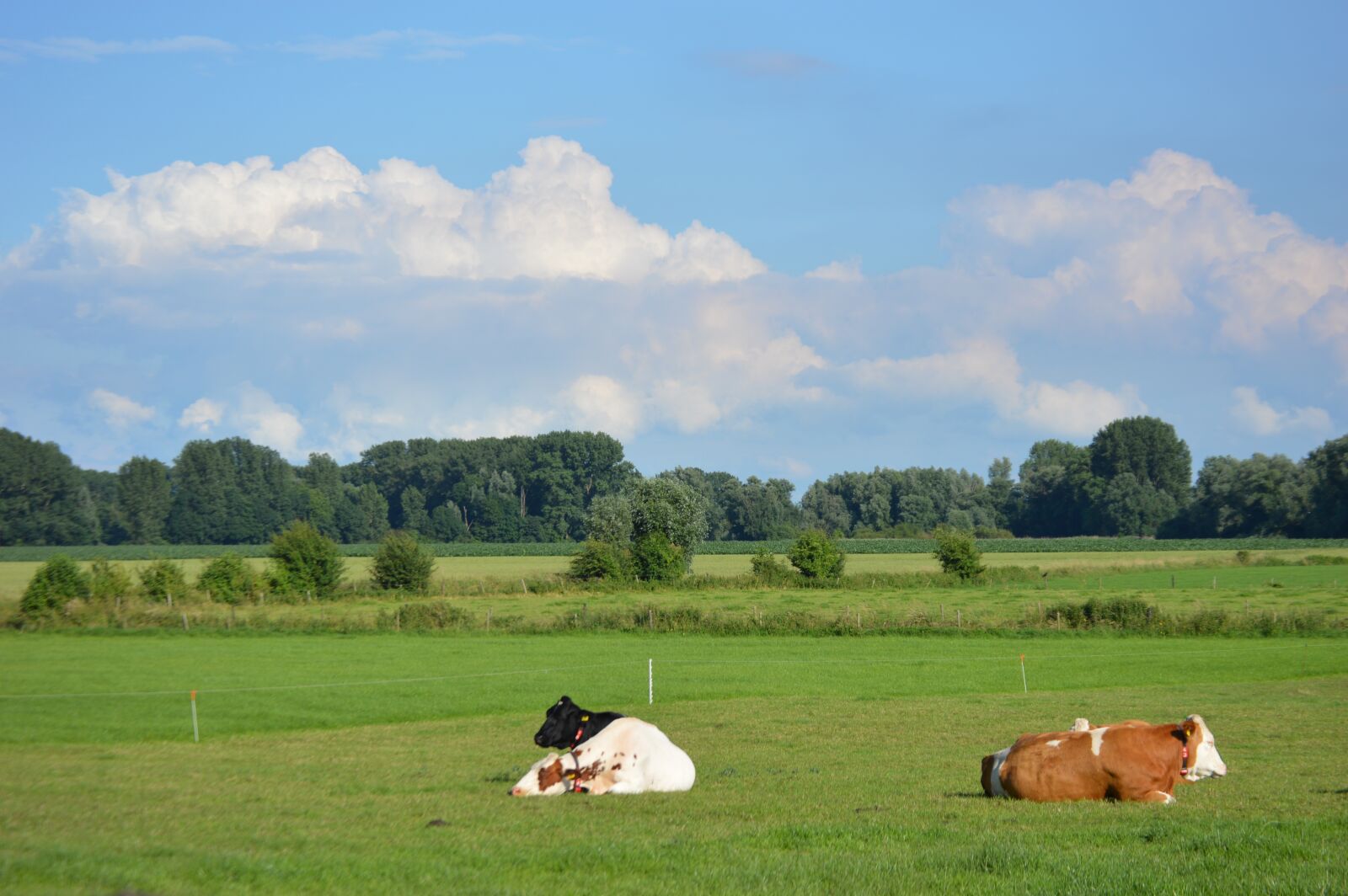 Nikon D3200 sample photo. Landscape, pasture, koien photography