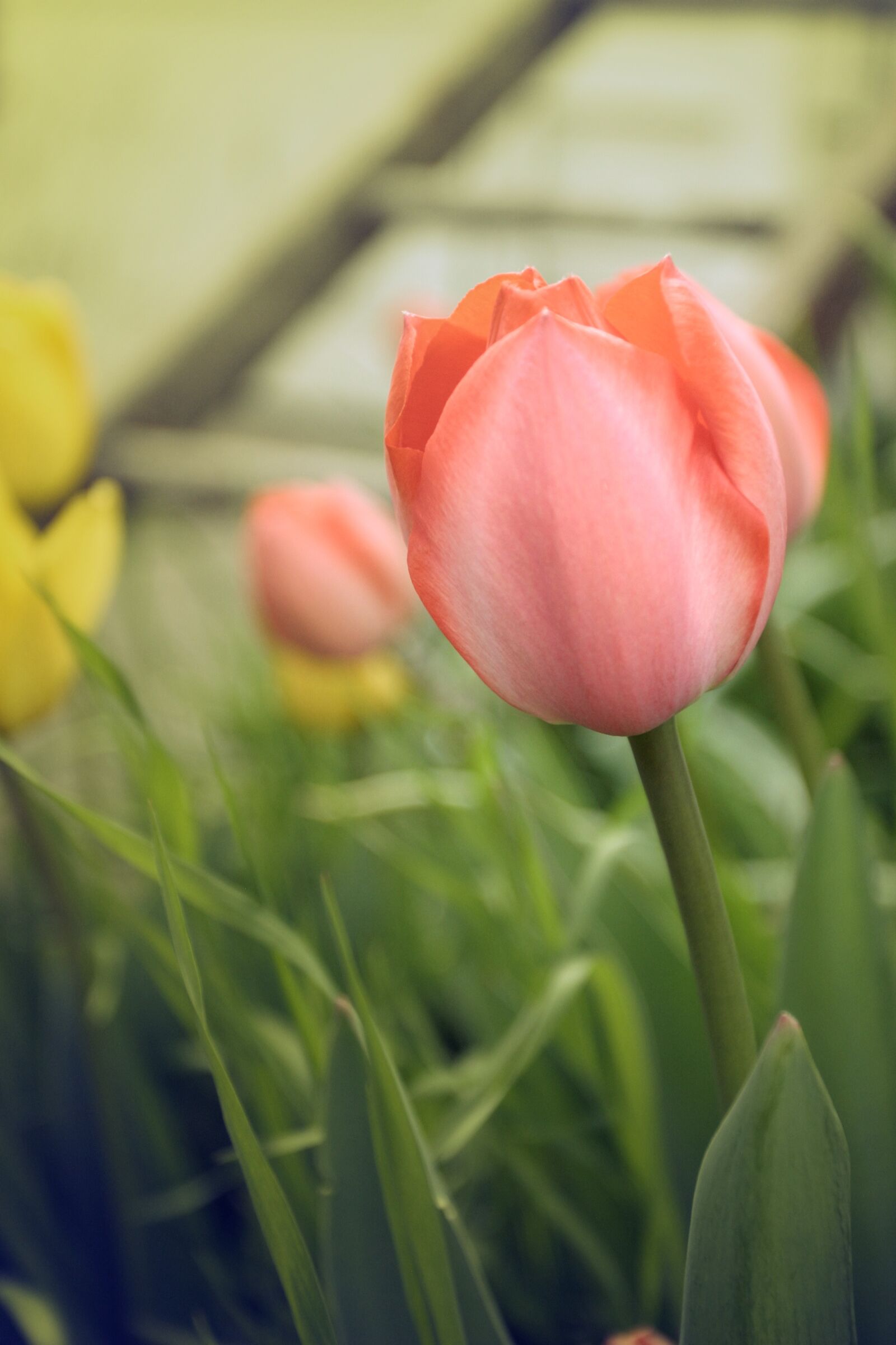 Canon EOS 10D sample photo. Tulip, pink, spring photography