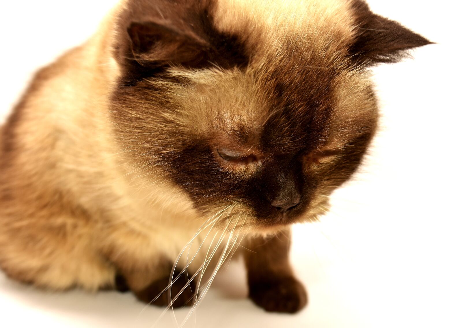 Nikon D7200 sample photo. British shorthair, cat, pet photography