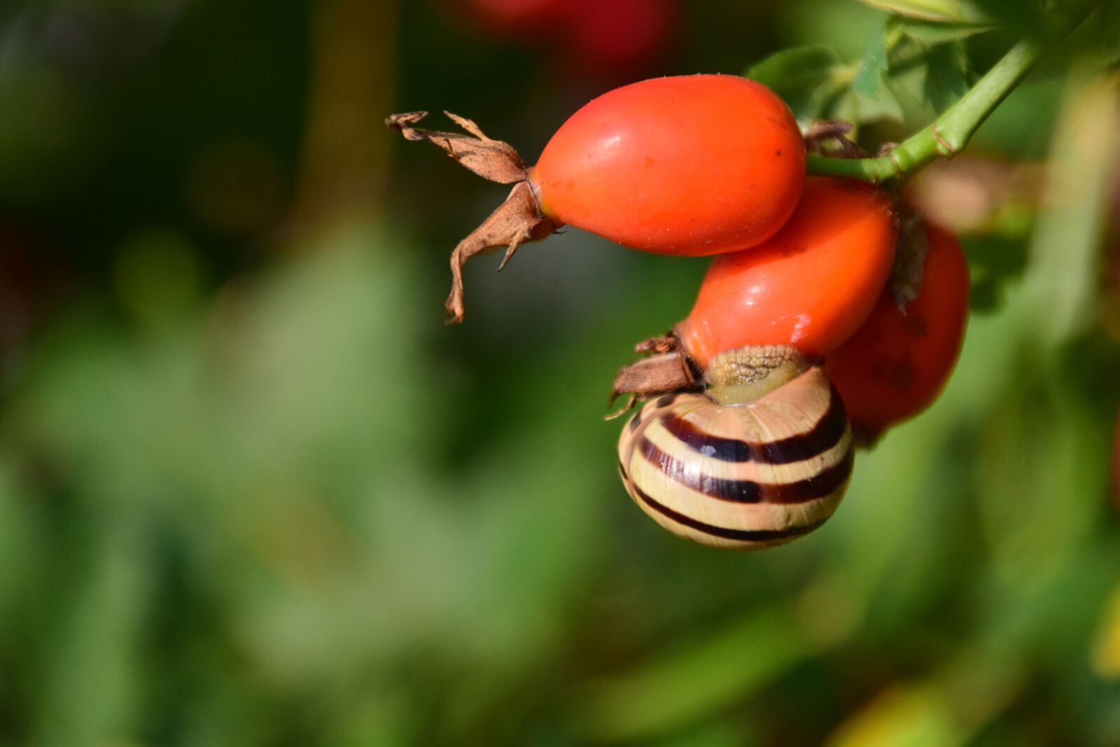 Nikon D3300 sample photo. Rose hip, ripe, forest photography