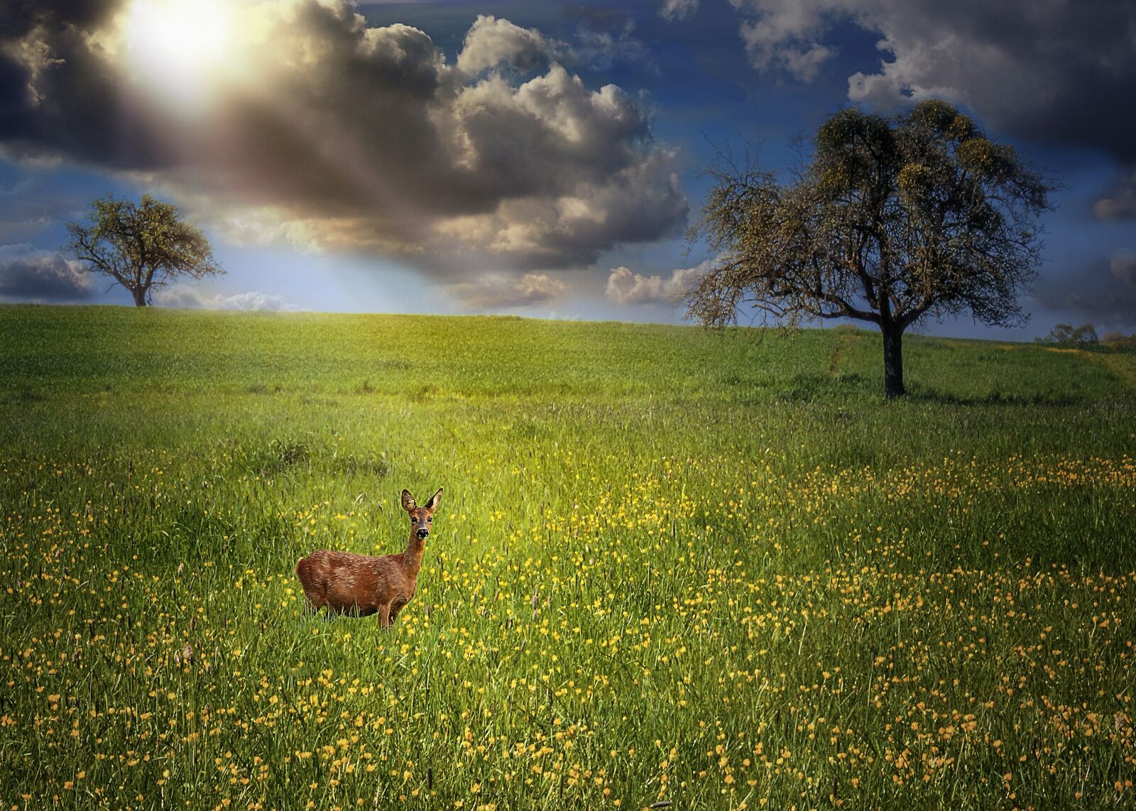 Pentax K-30 sample photo. Animals, nature, clouds photography